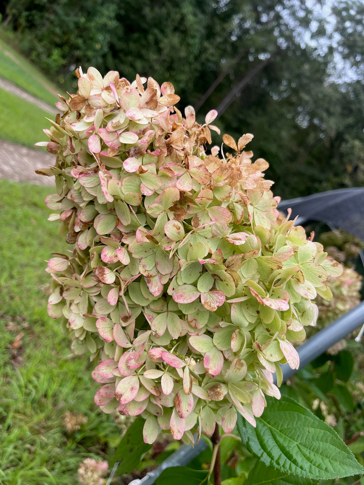 Hydrangea