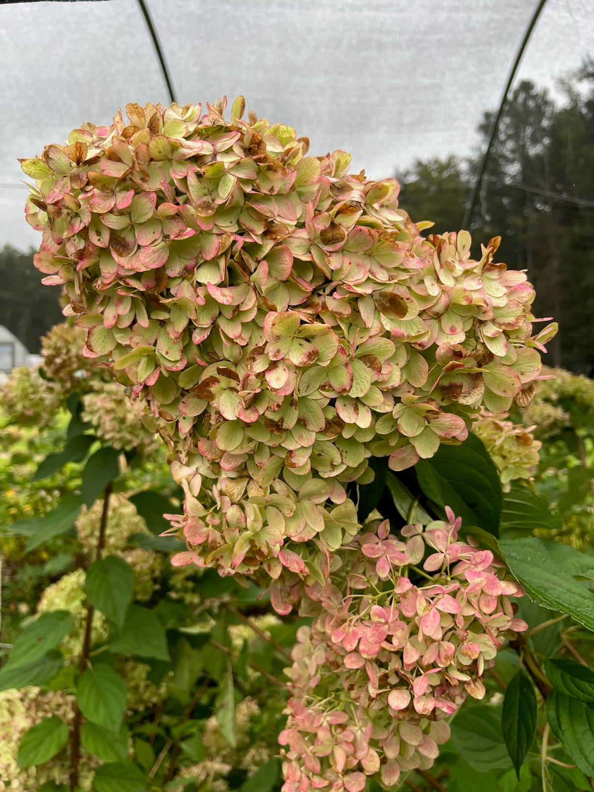 Hydrangea