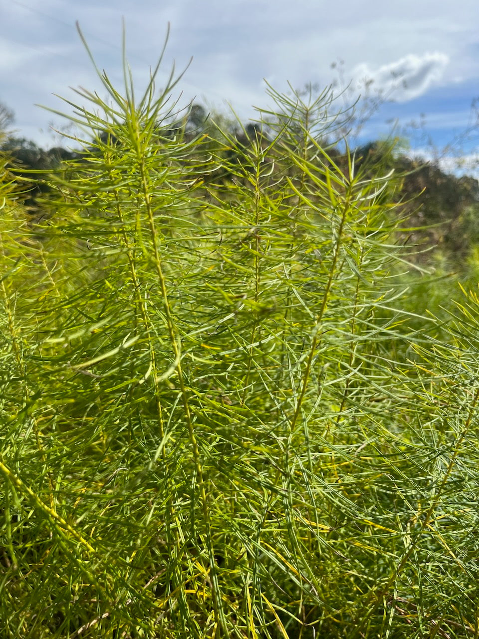 Amsonia- Blue Star