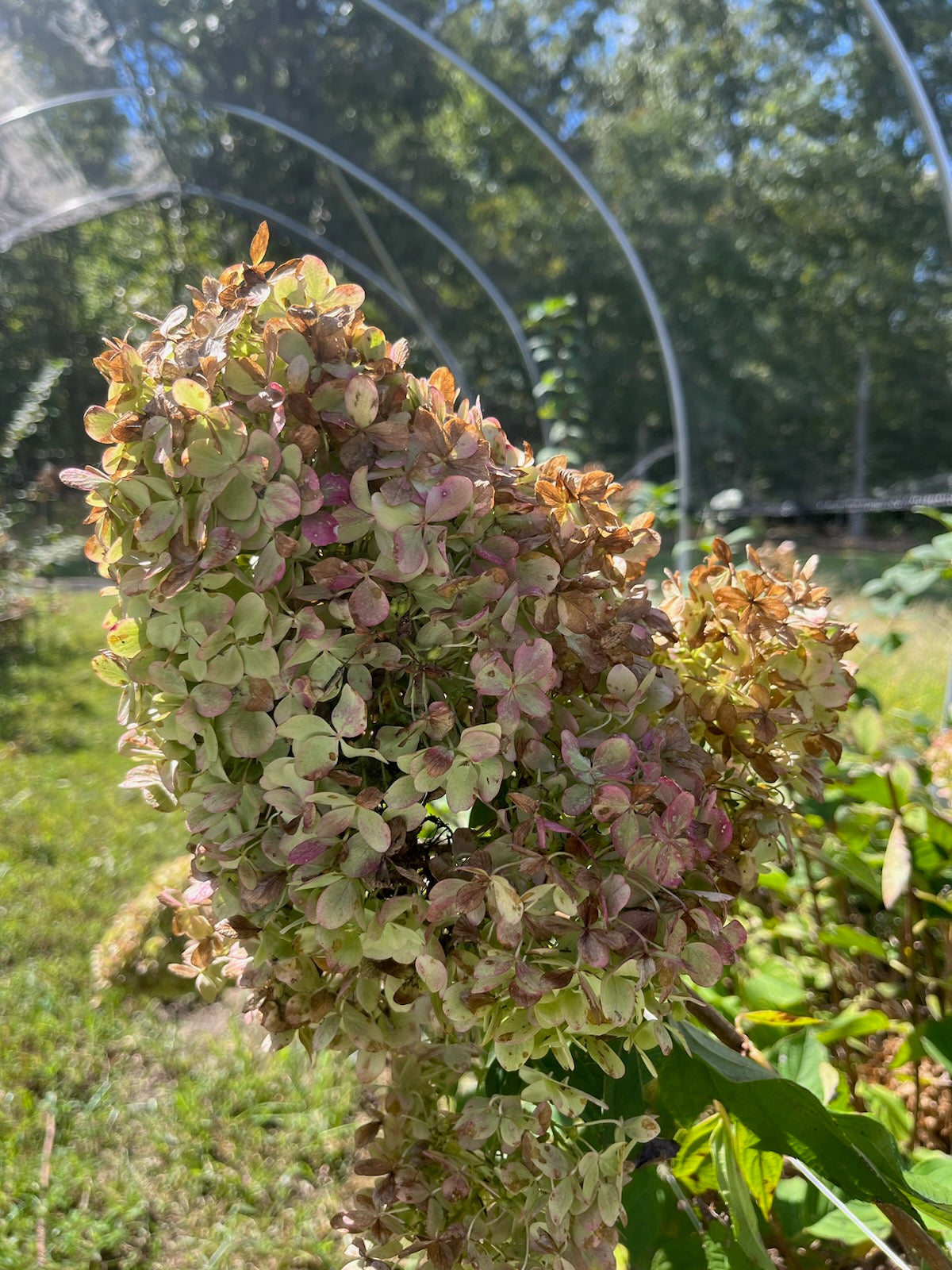 Hydrangea