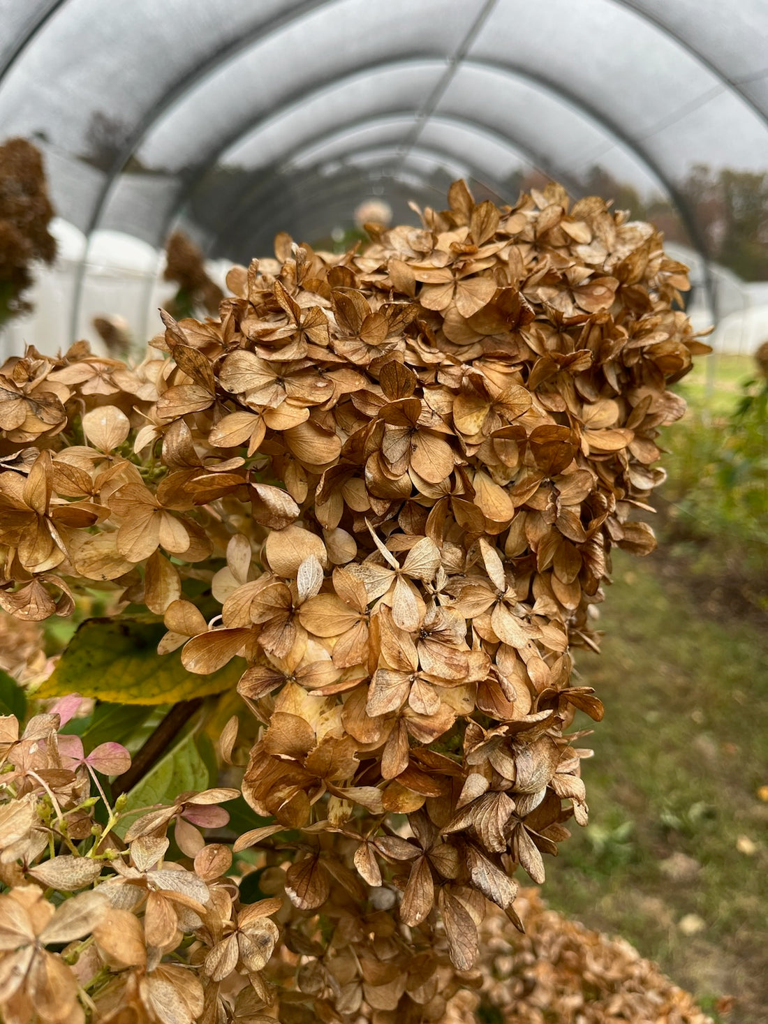 Hydrangea