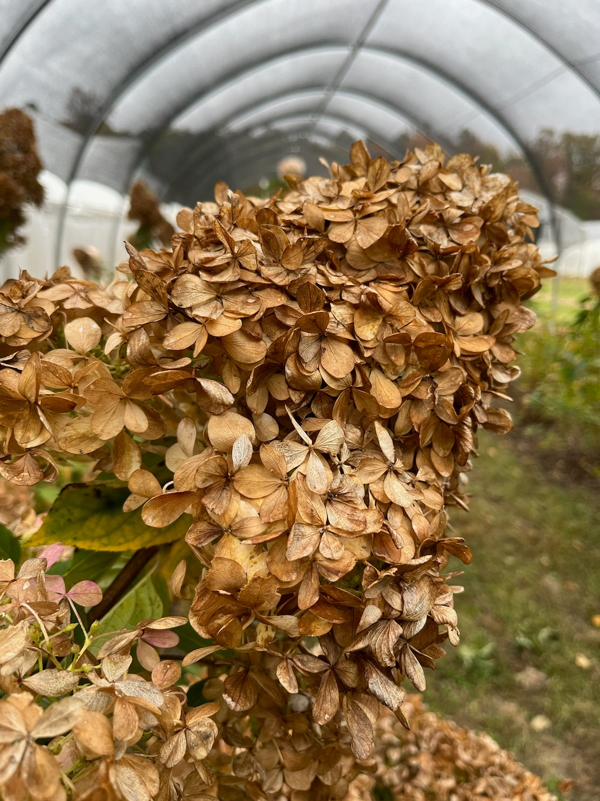 Hydrangea