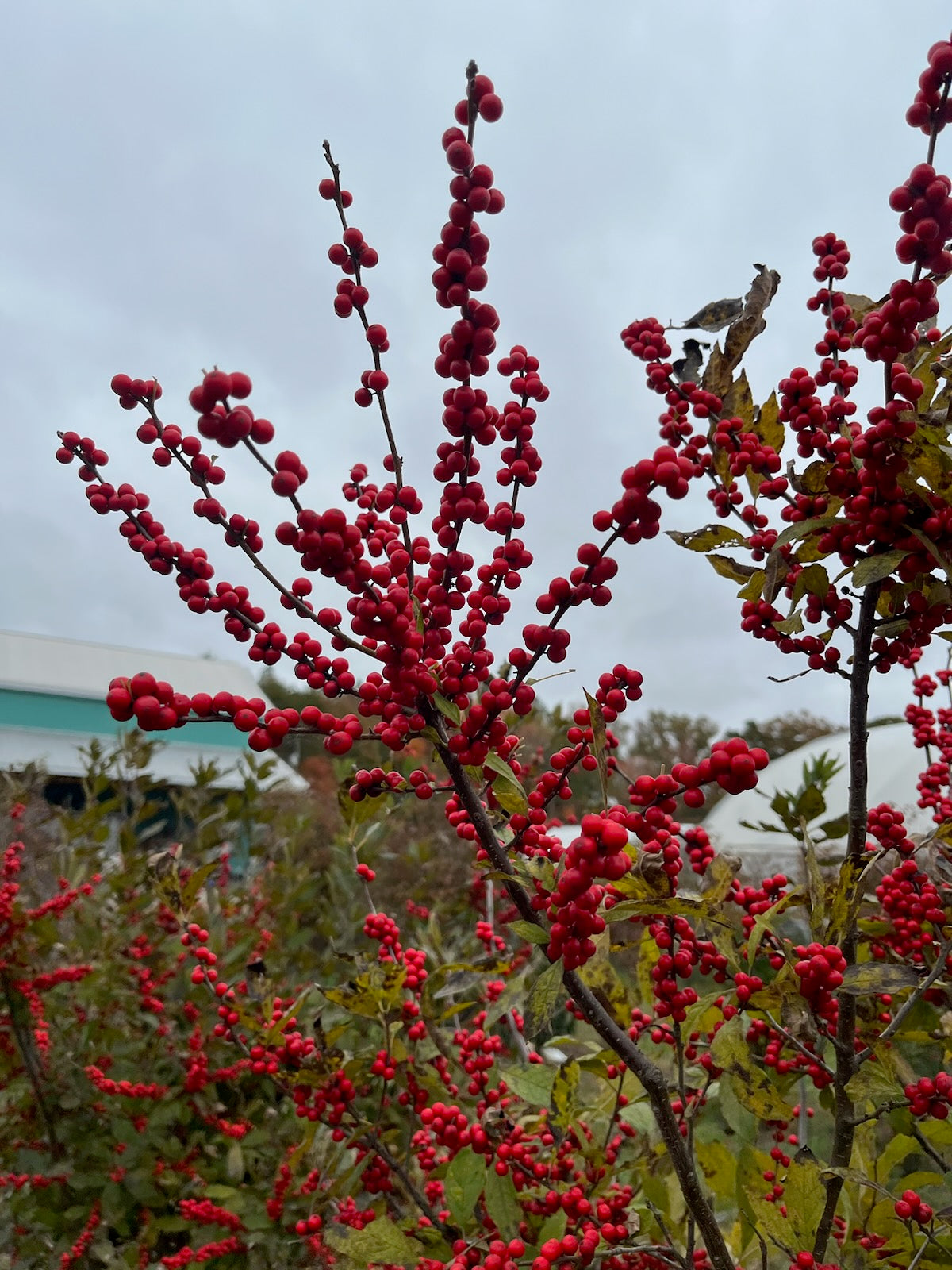 Winterberry