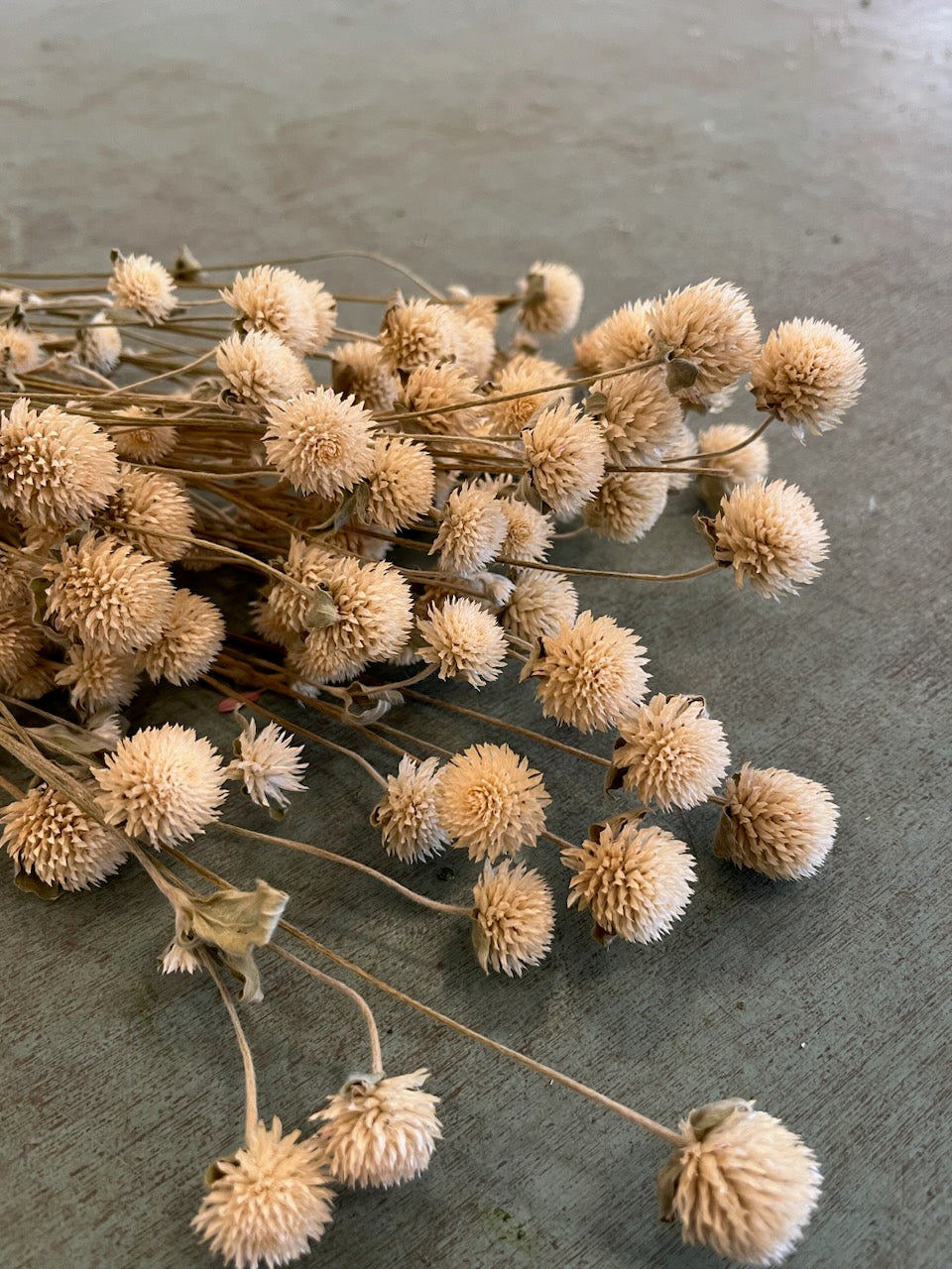 Gomphrena - DRIED