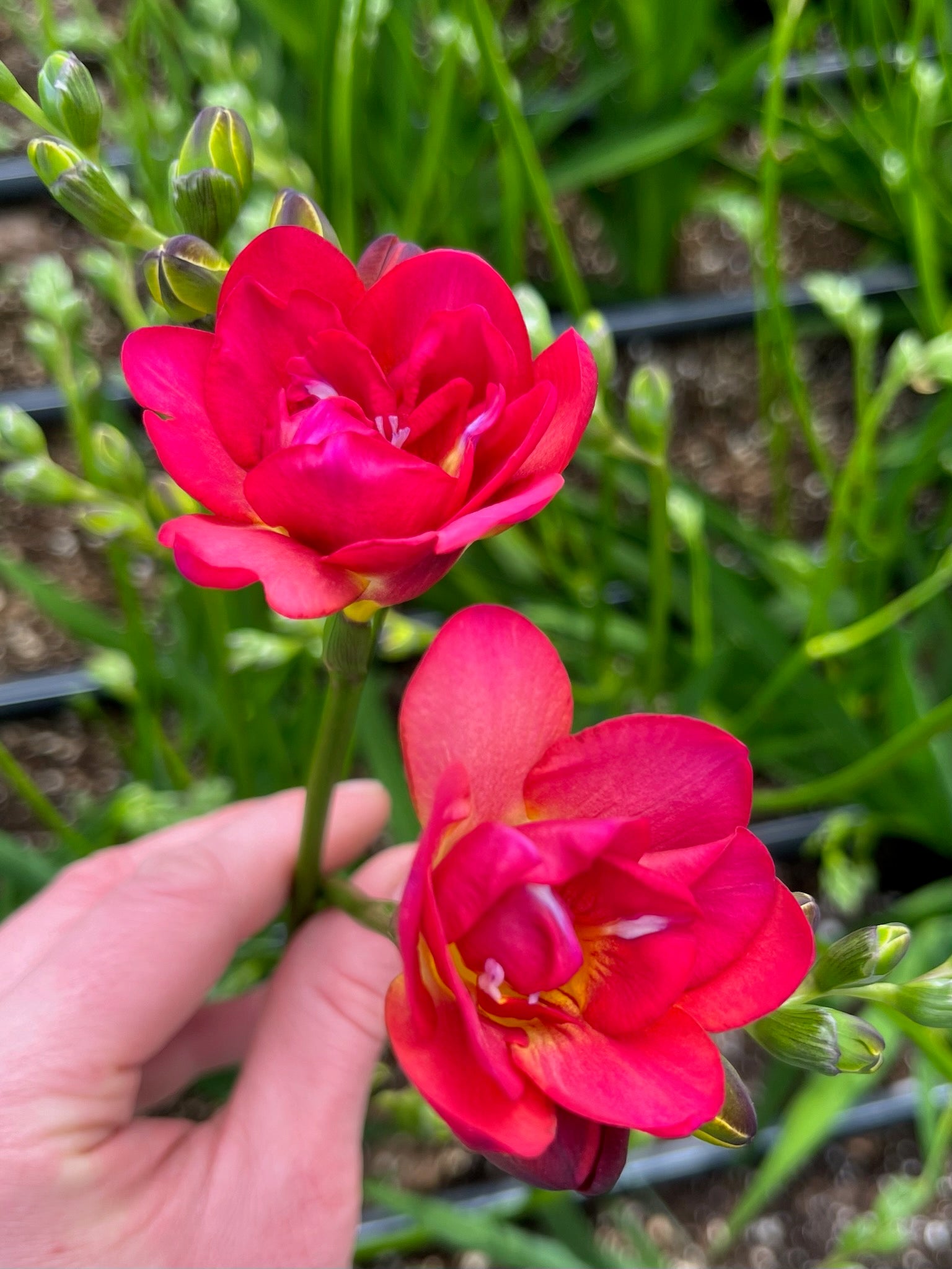 Freesia