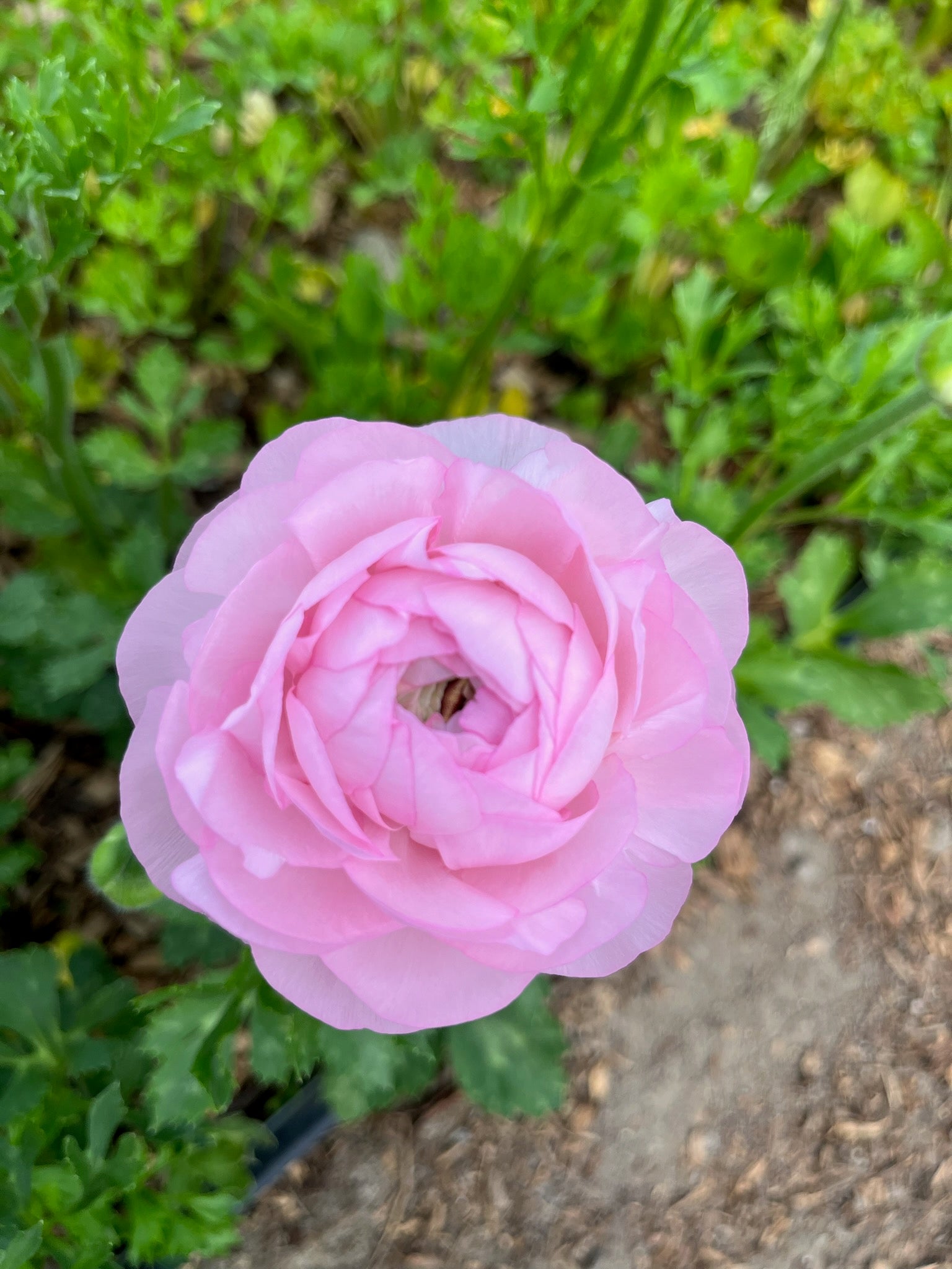 Ranunculus