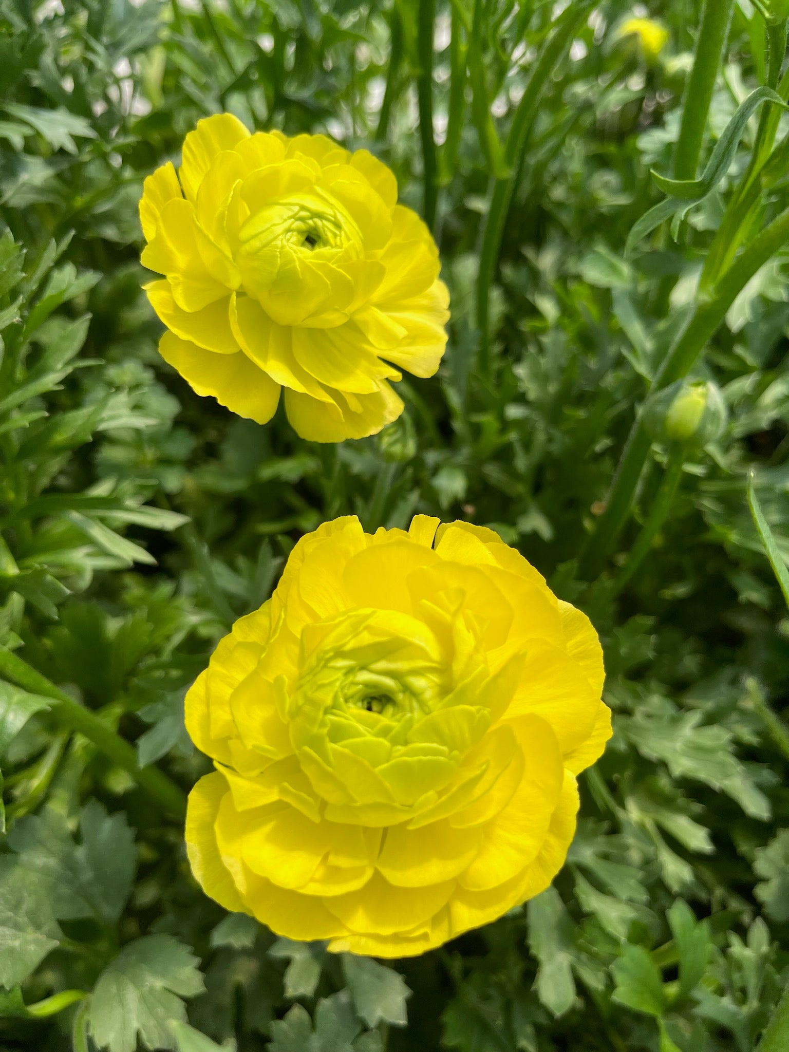 Ranunculus