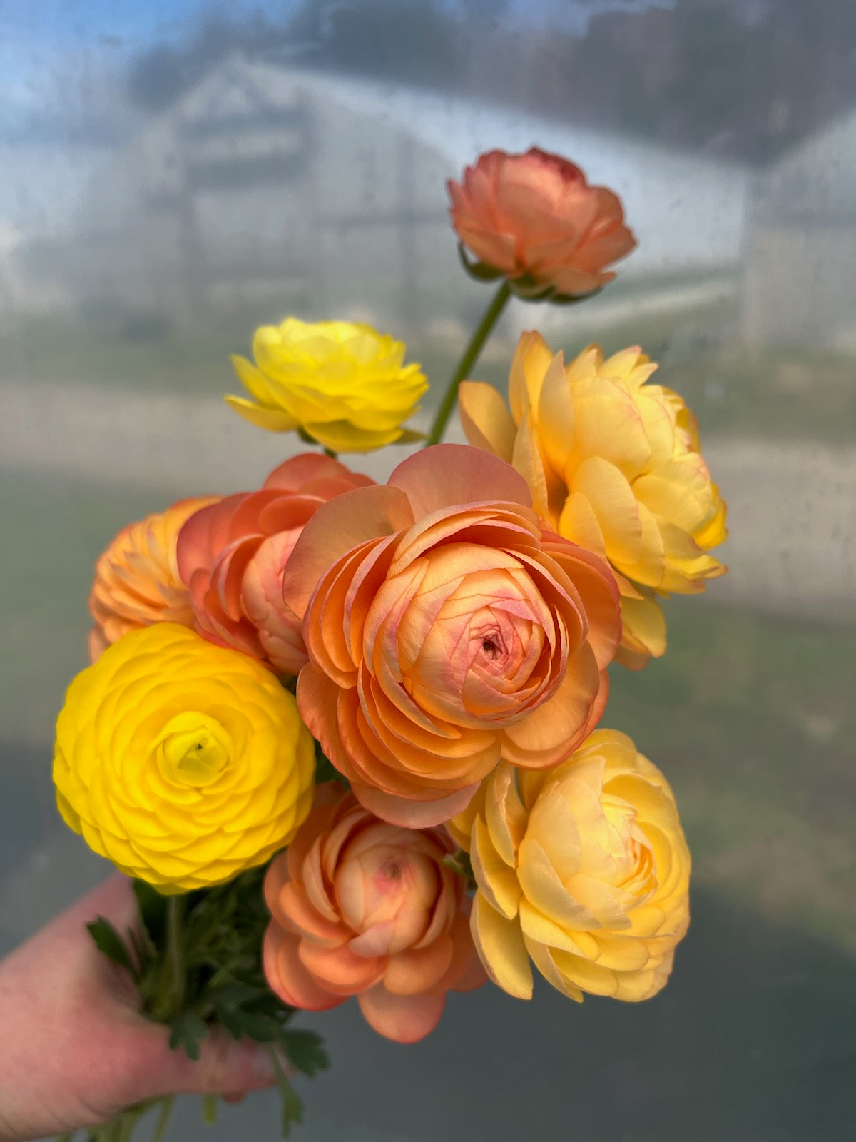 Ranunculus