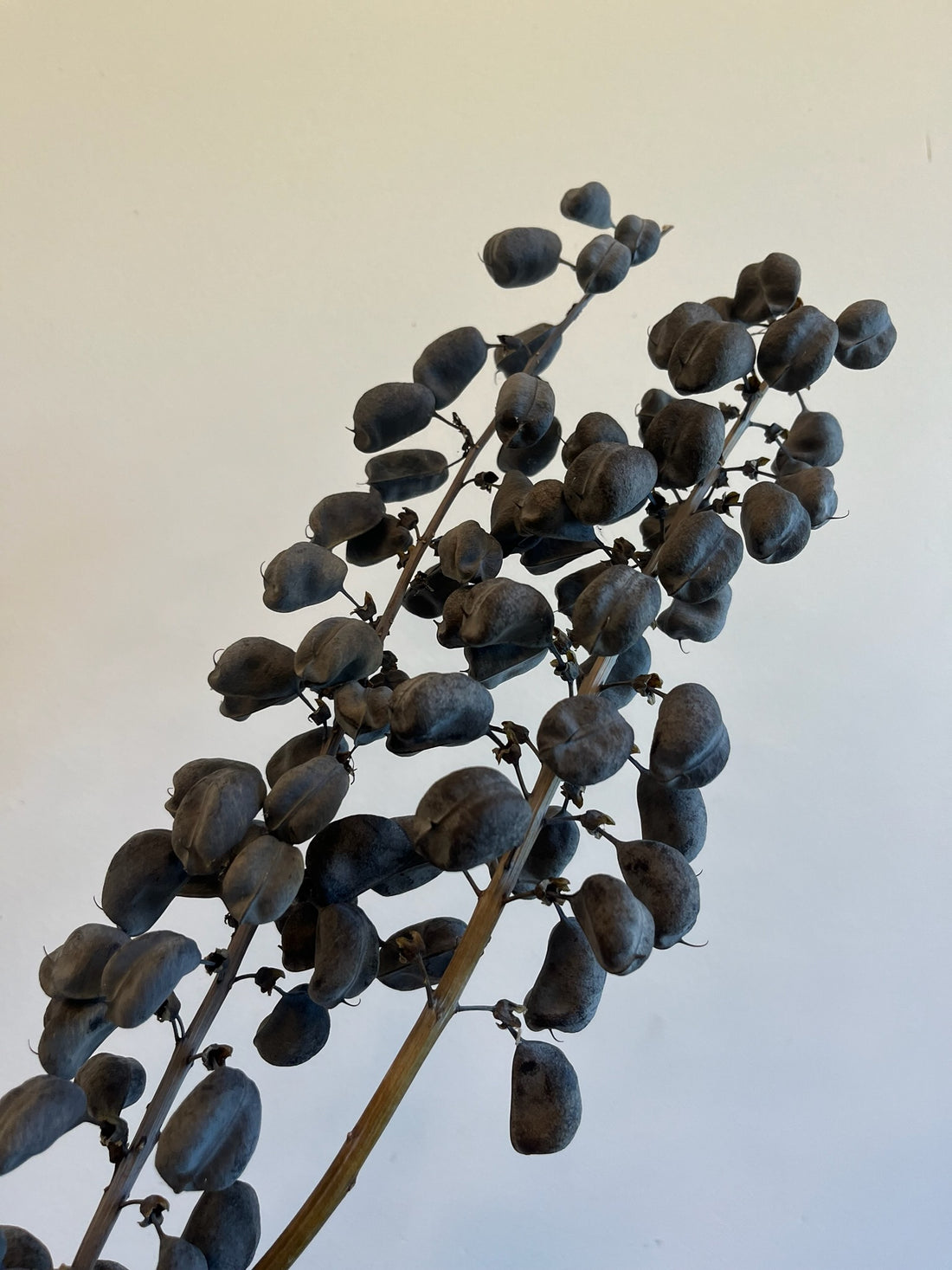 Baptesia- Pods- Dried