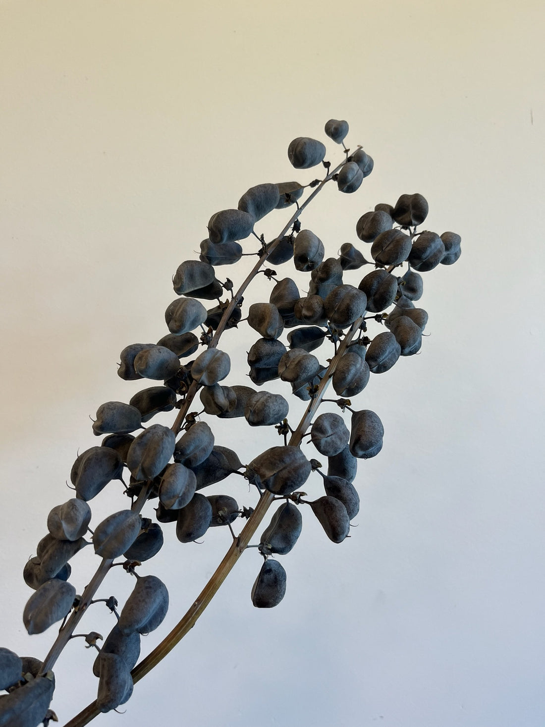 Baptesia- Pods- Dried