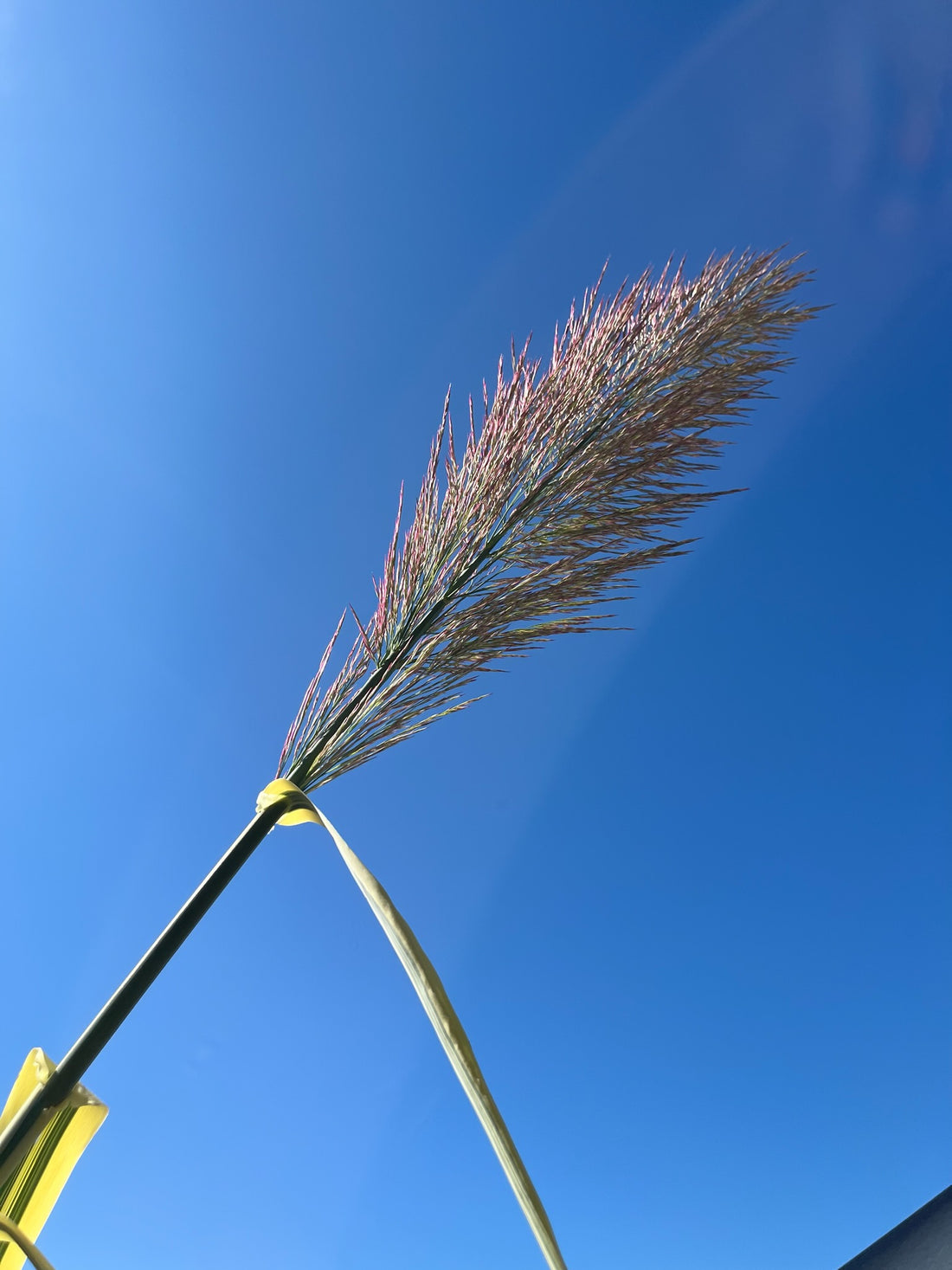 Arundo Donax- Peppermint Stick