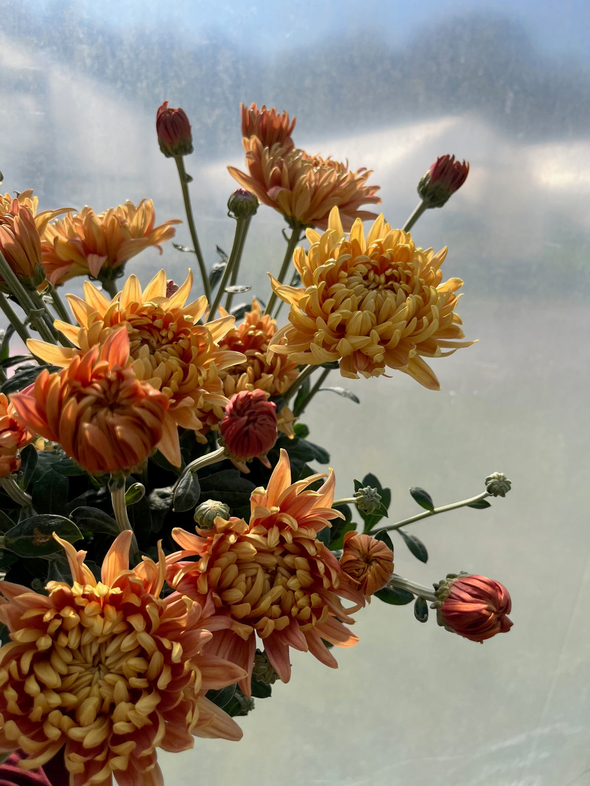 Chrysanthemum