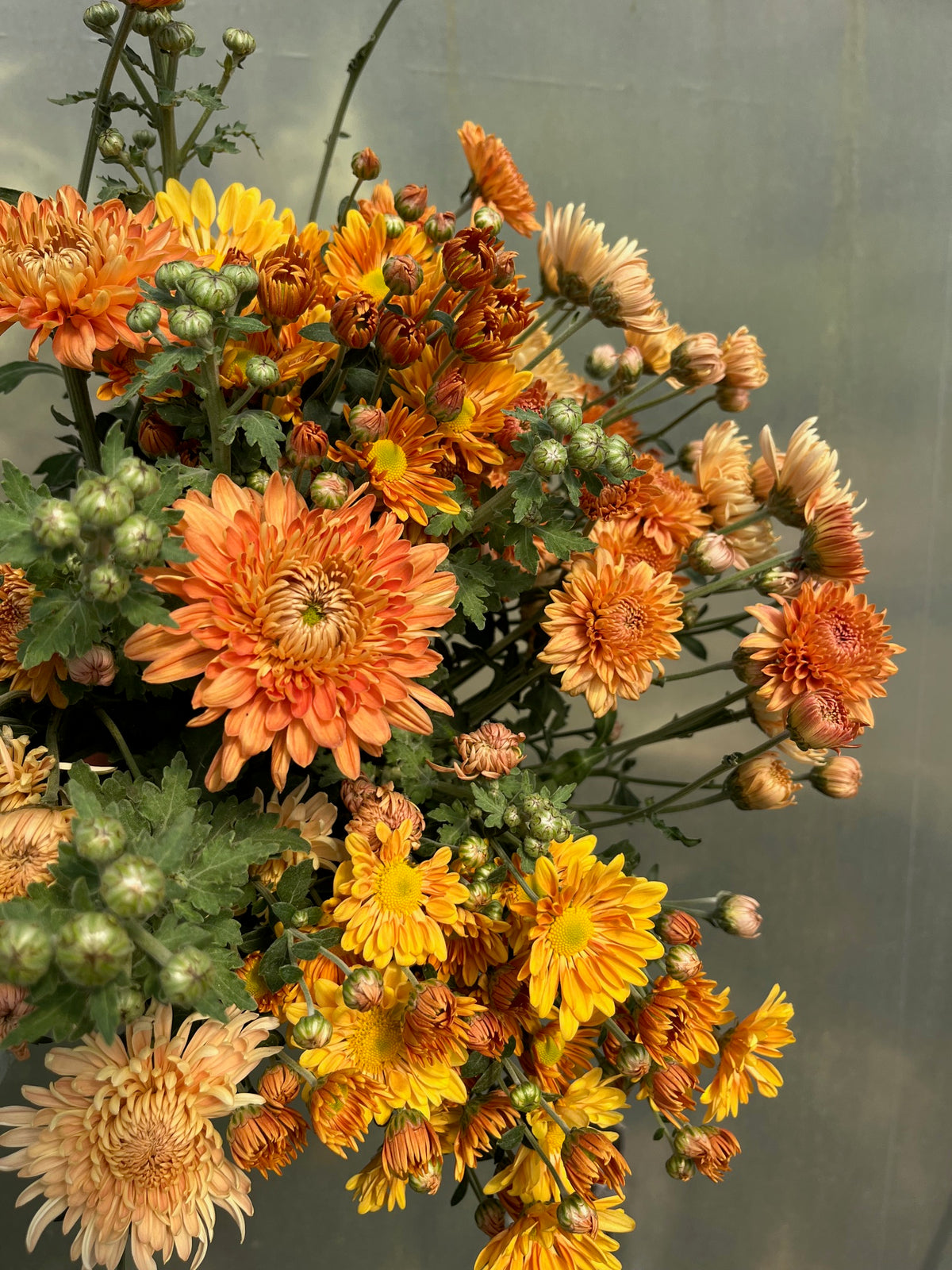 Chrysanthemum