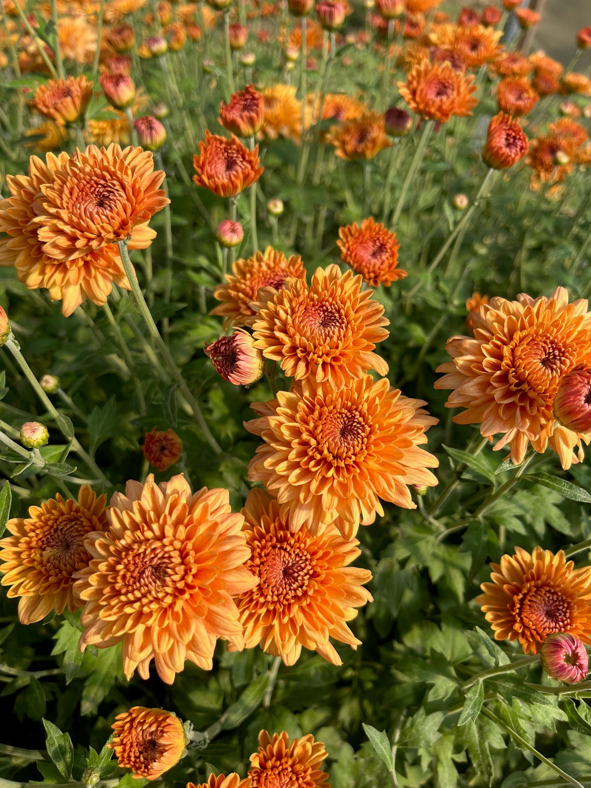 Chrysanthemum