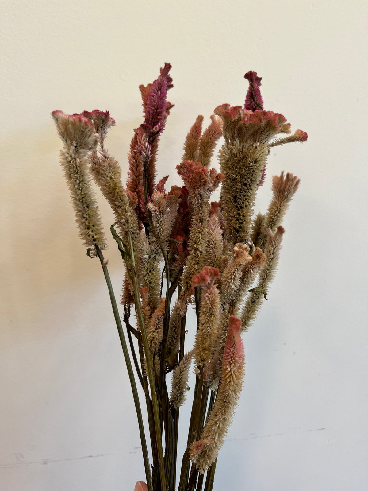 Coxcomb- Supercrest Mix- DRIED