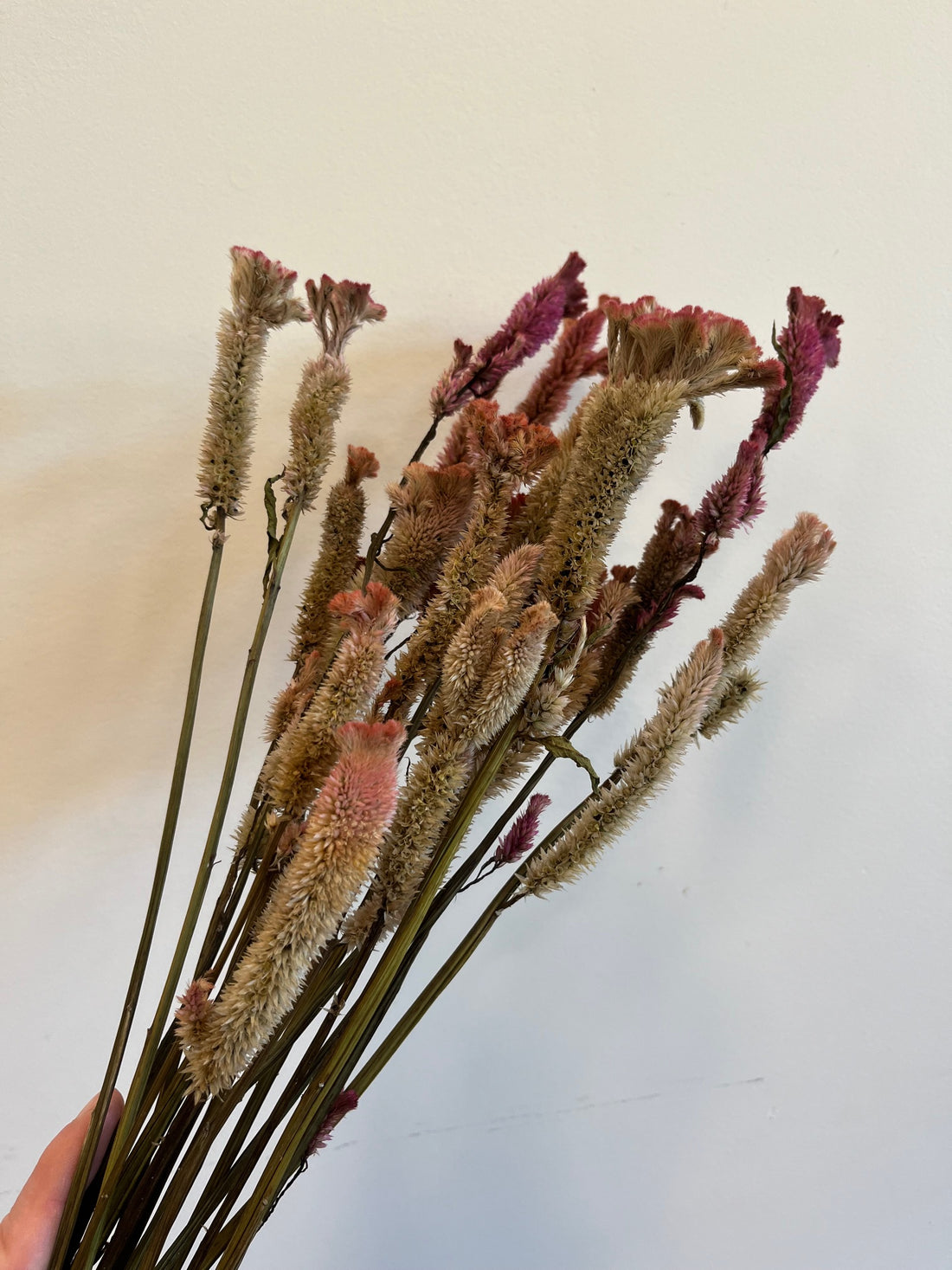 Coxcomb- Supercrest Mix- DRIED
