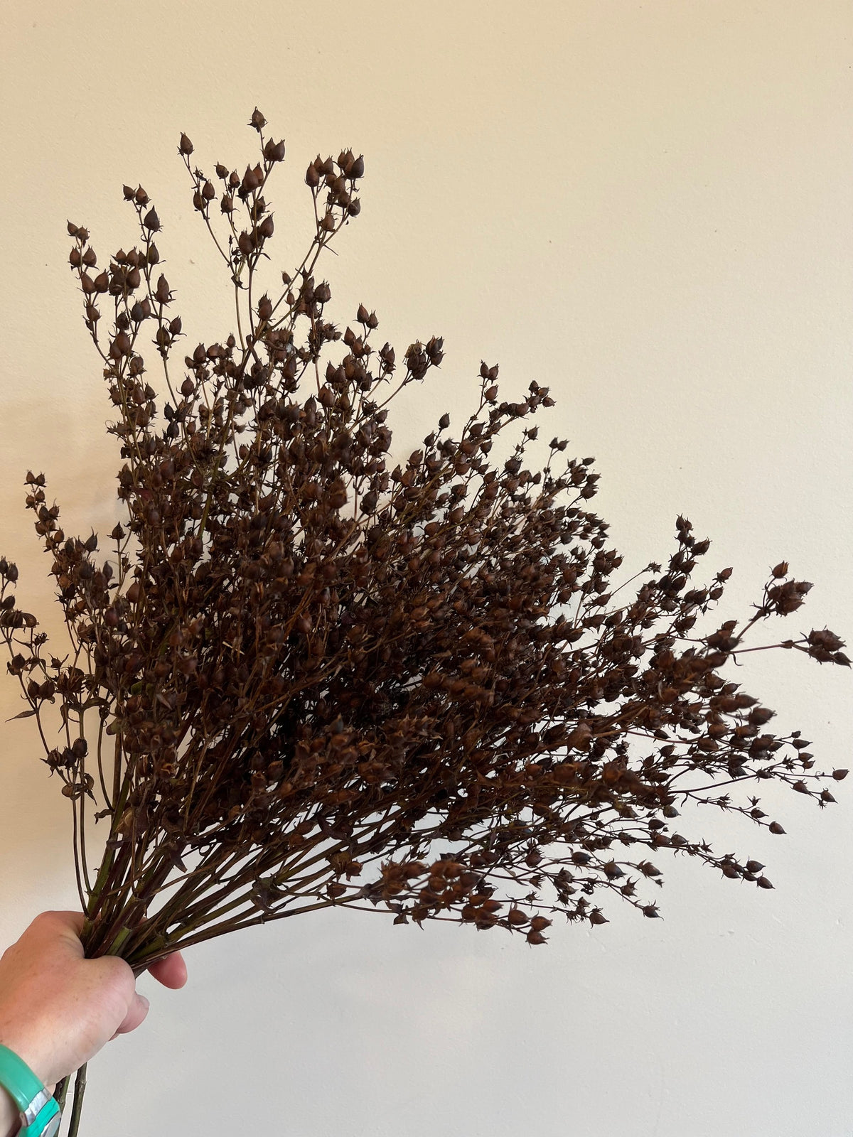 Penstemmon Seed Pod- DRIED