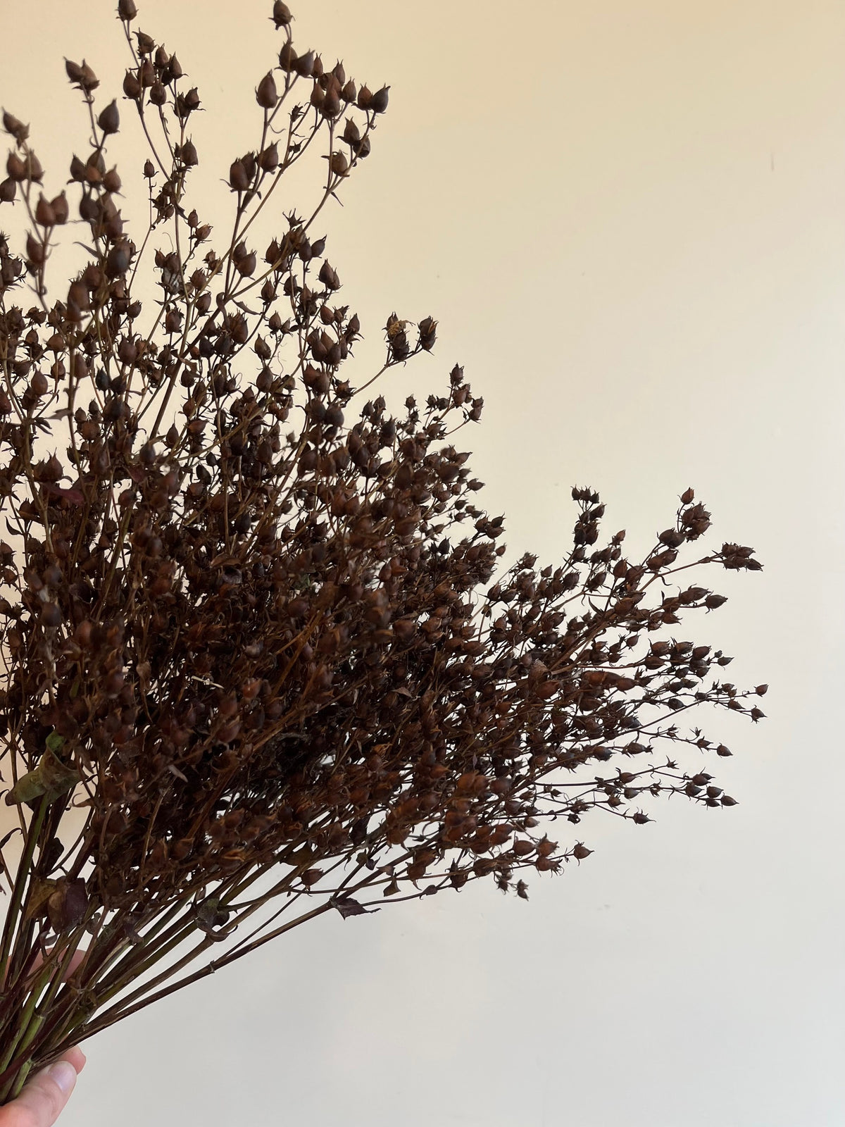 Penstemmon Seed Pod- DRIED