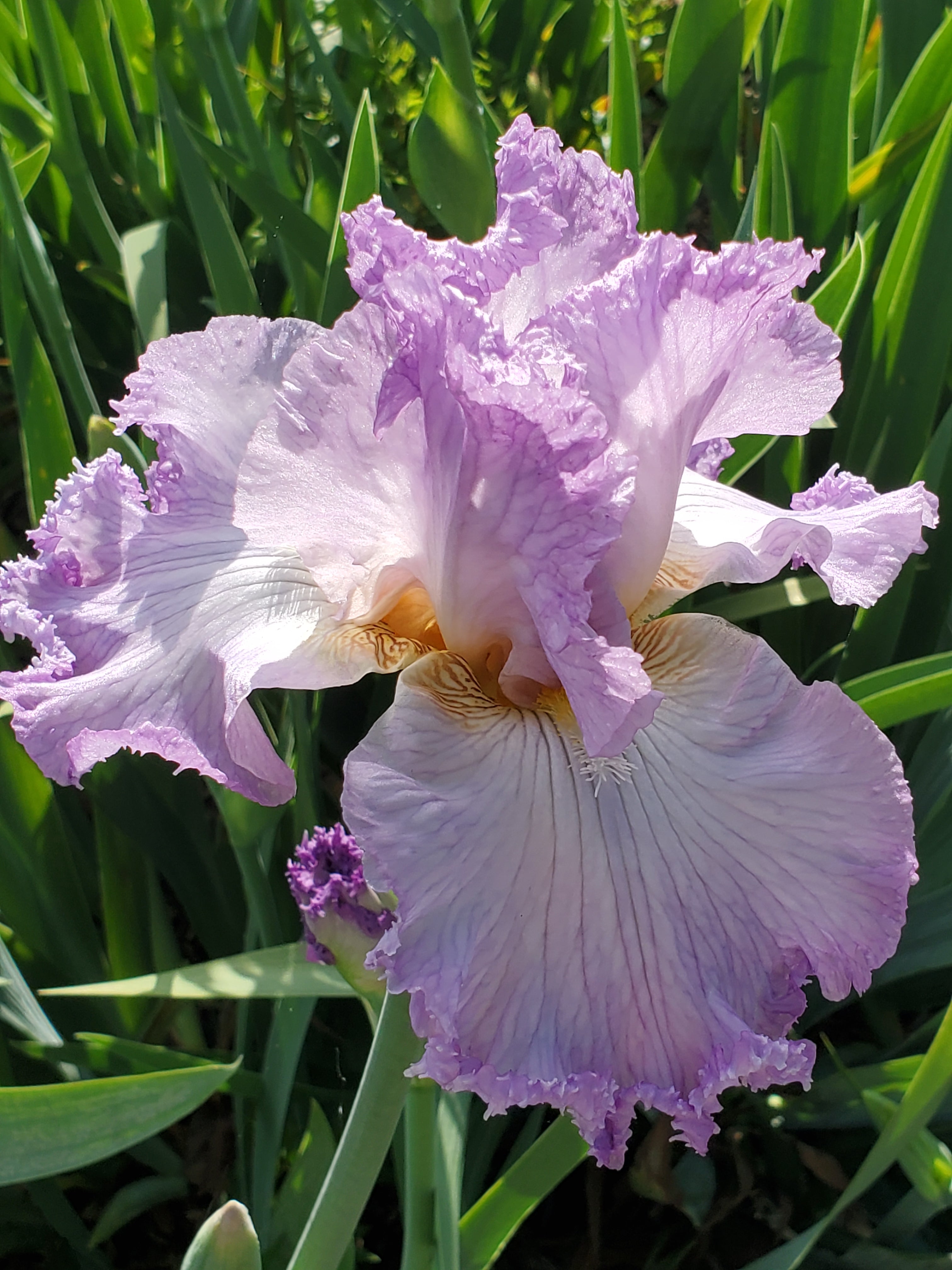 Bearded Iris