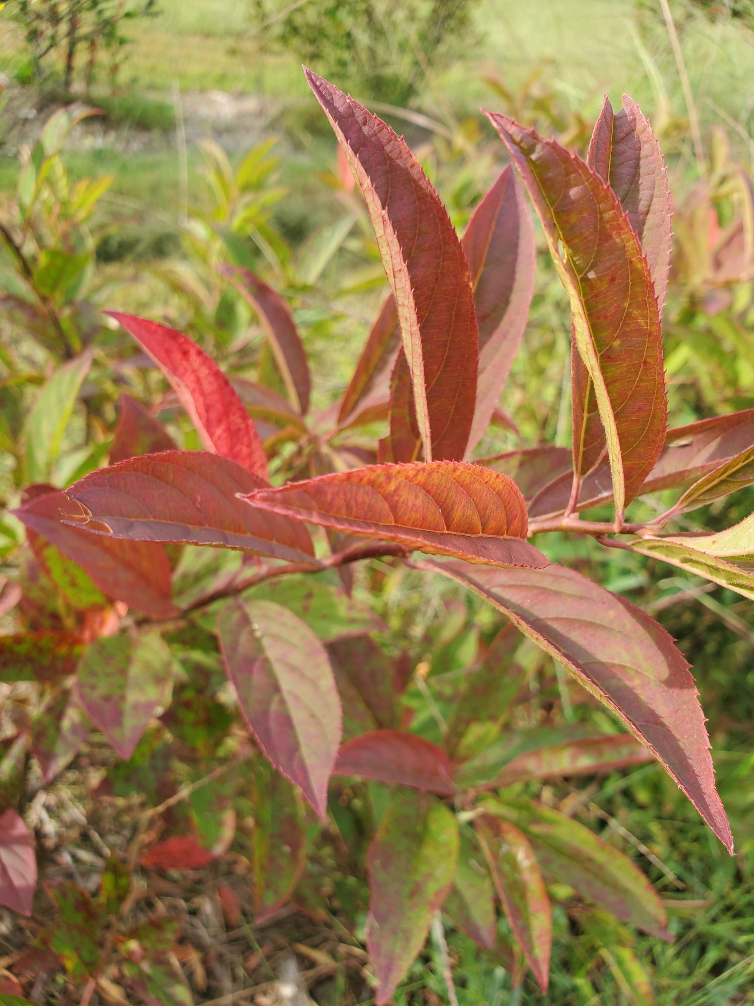 Itea- Foliage