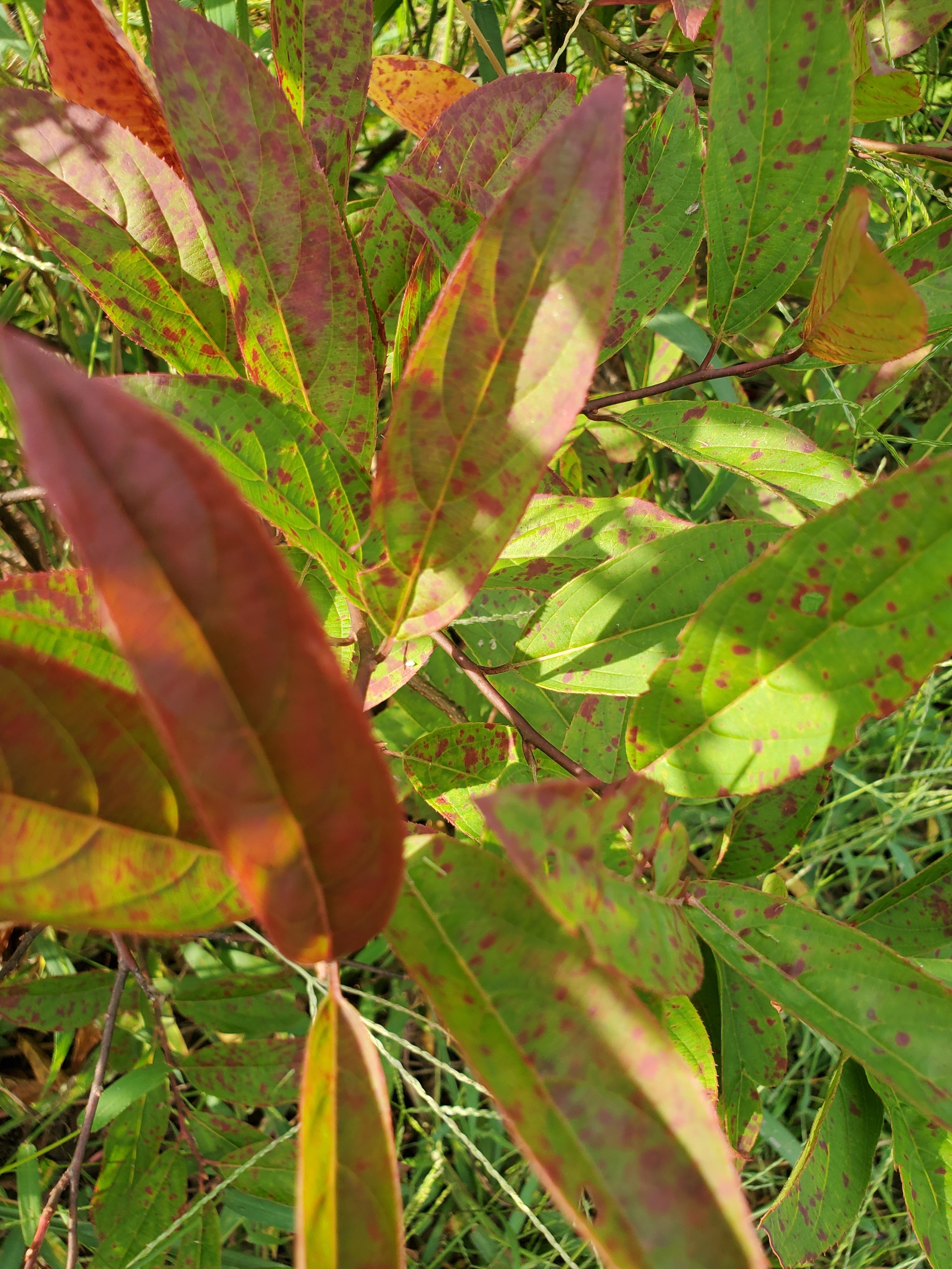 Itea- Foliage