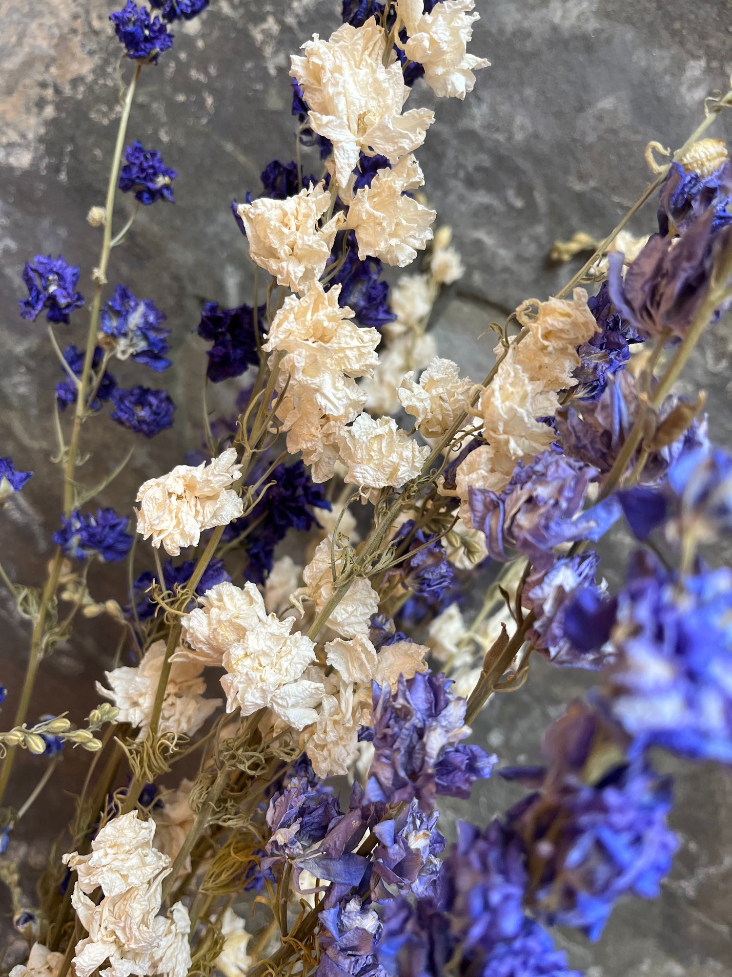 Larkspur- DRIED