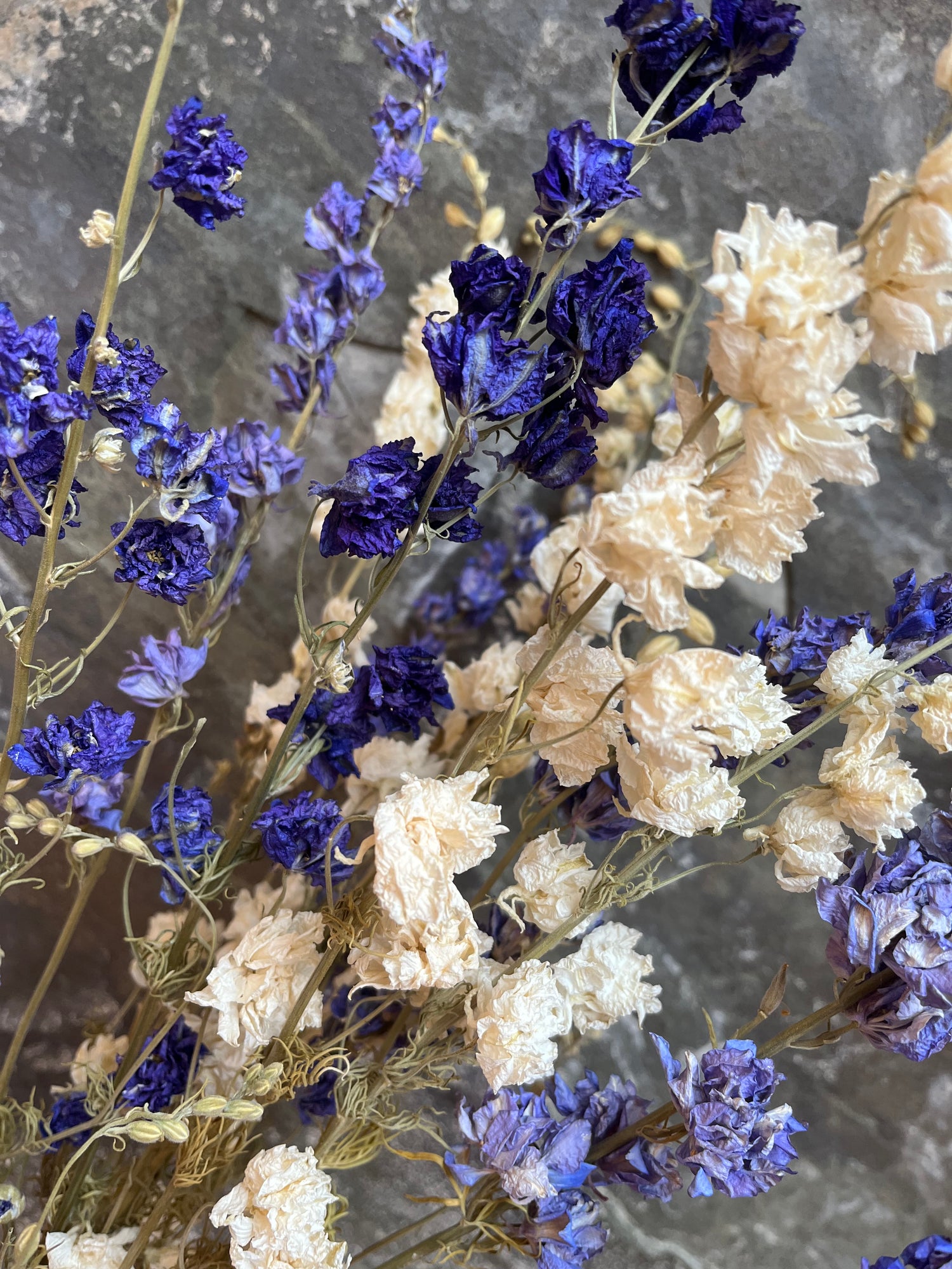Larkspur- DRIED