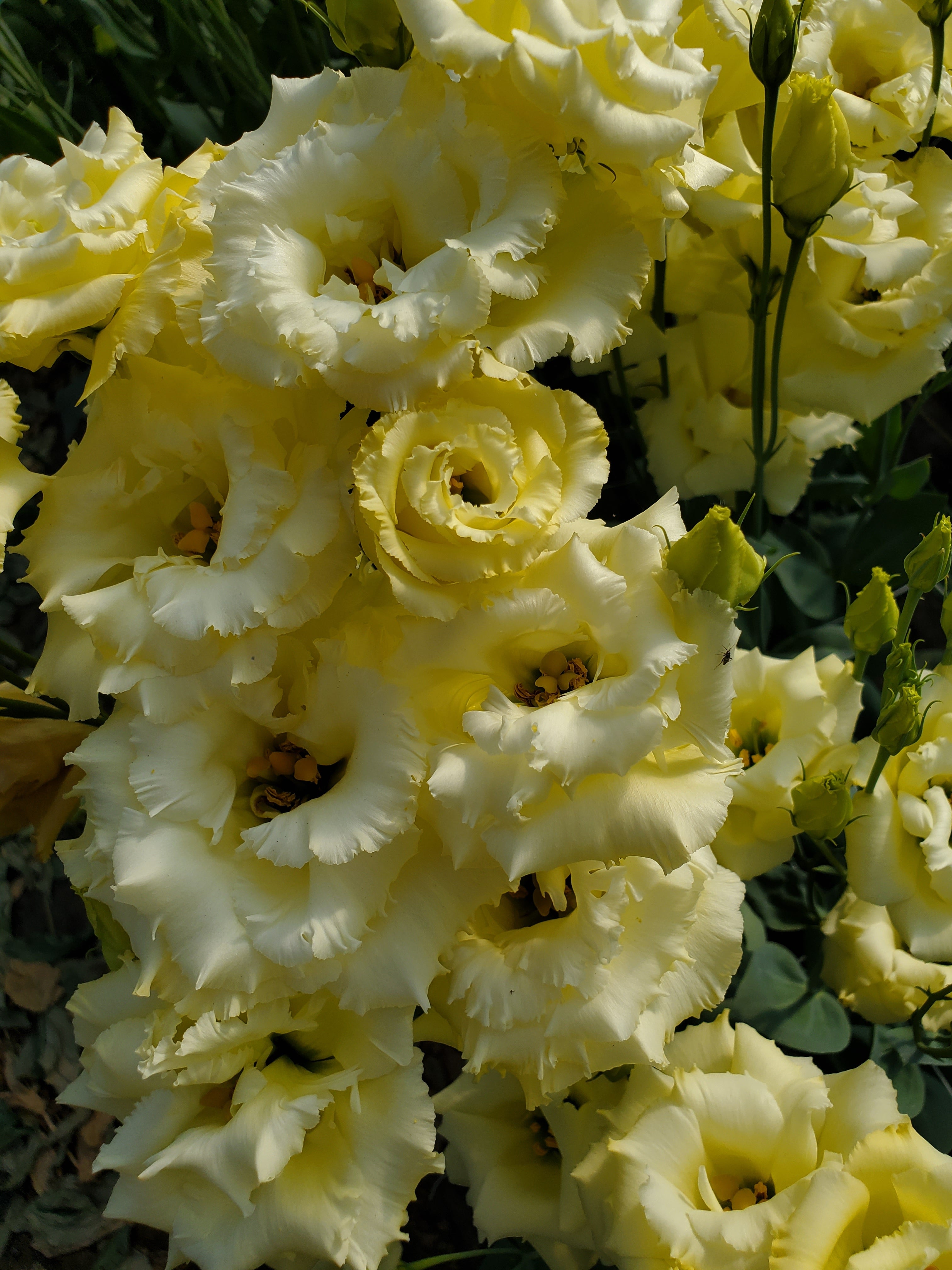 Lisianthus