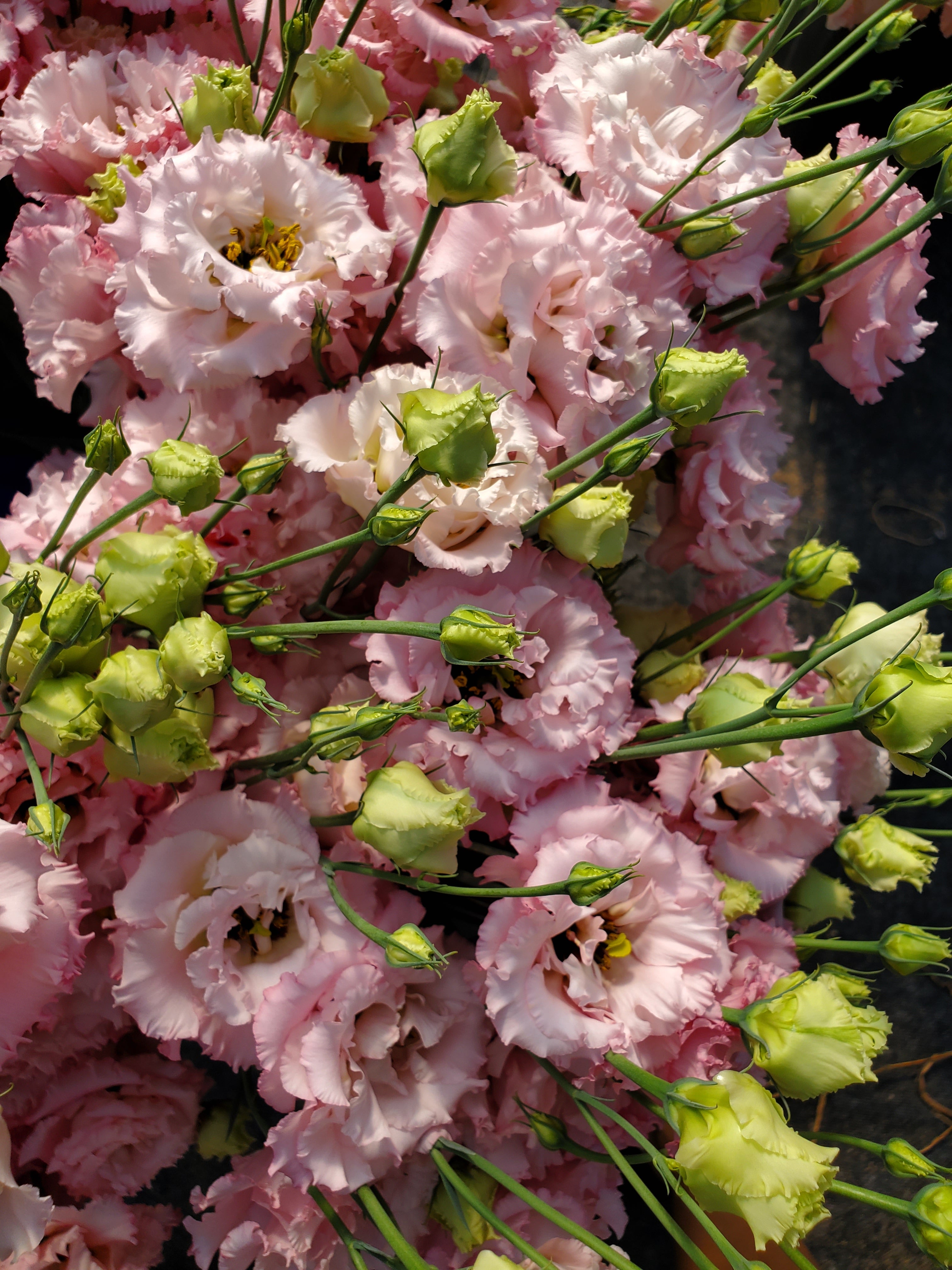 Lisianthus