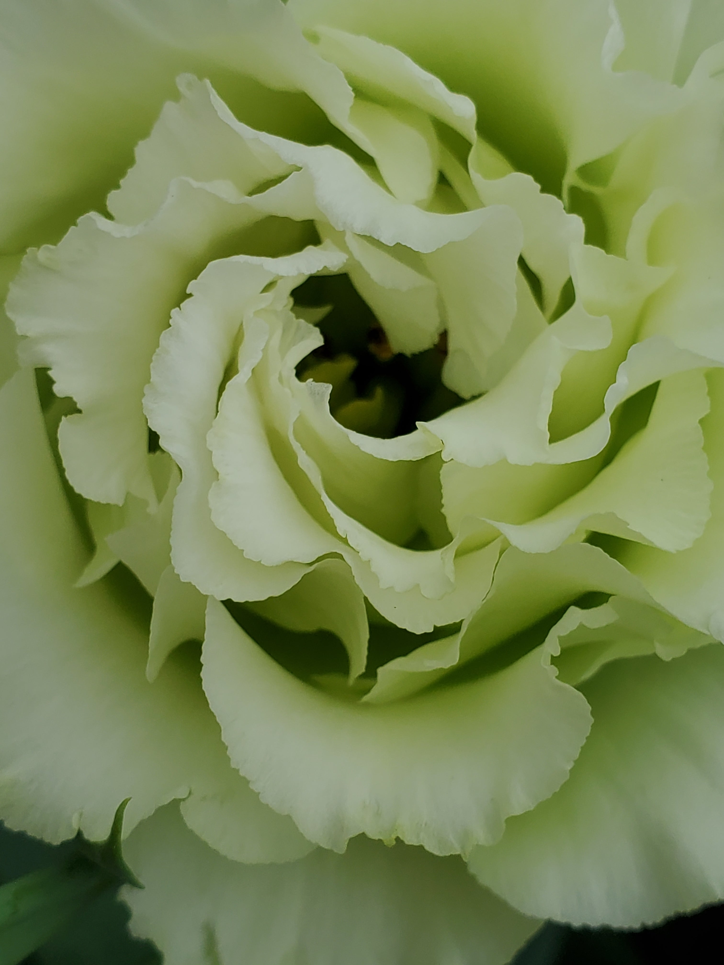 Lisianthus
