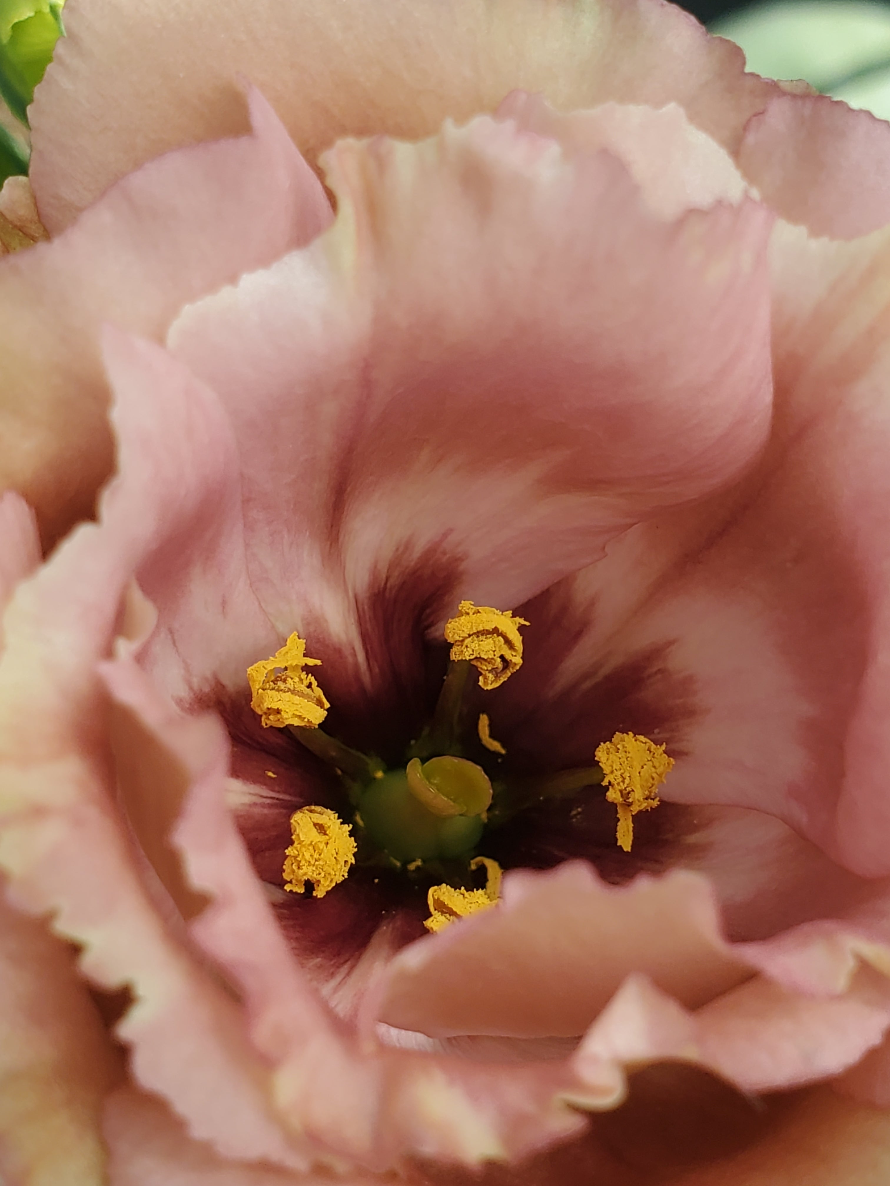 Lisianthus