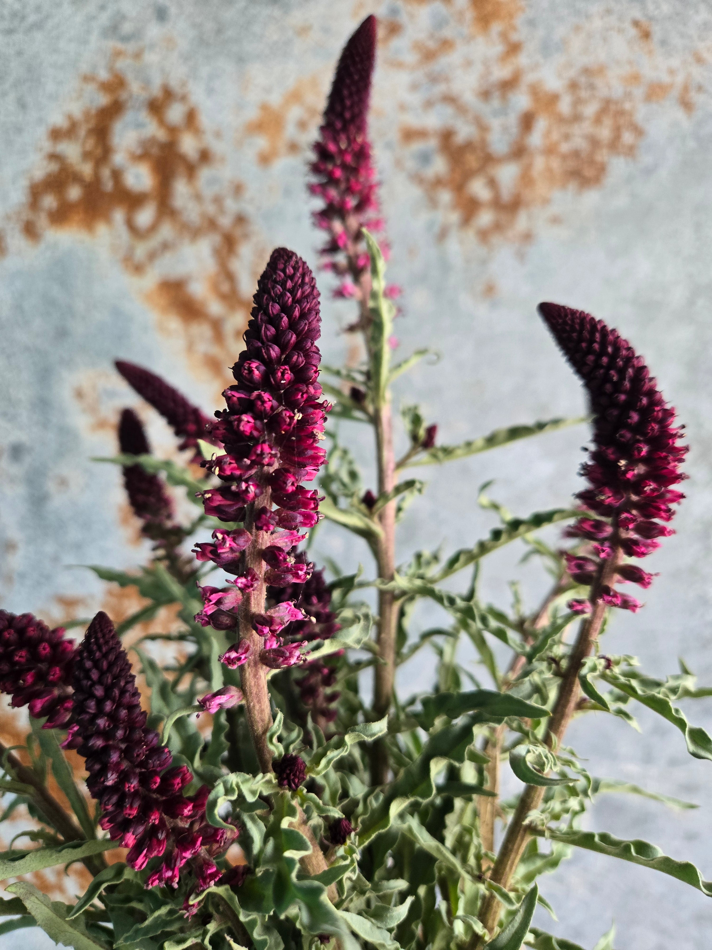 Lysimachia- Beaujolais