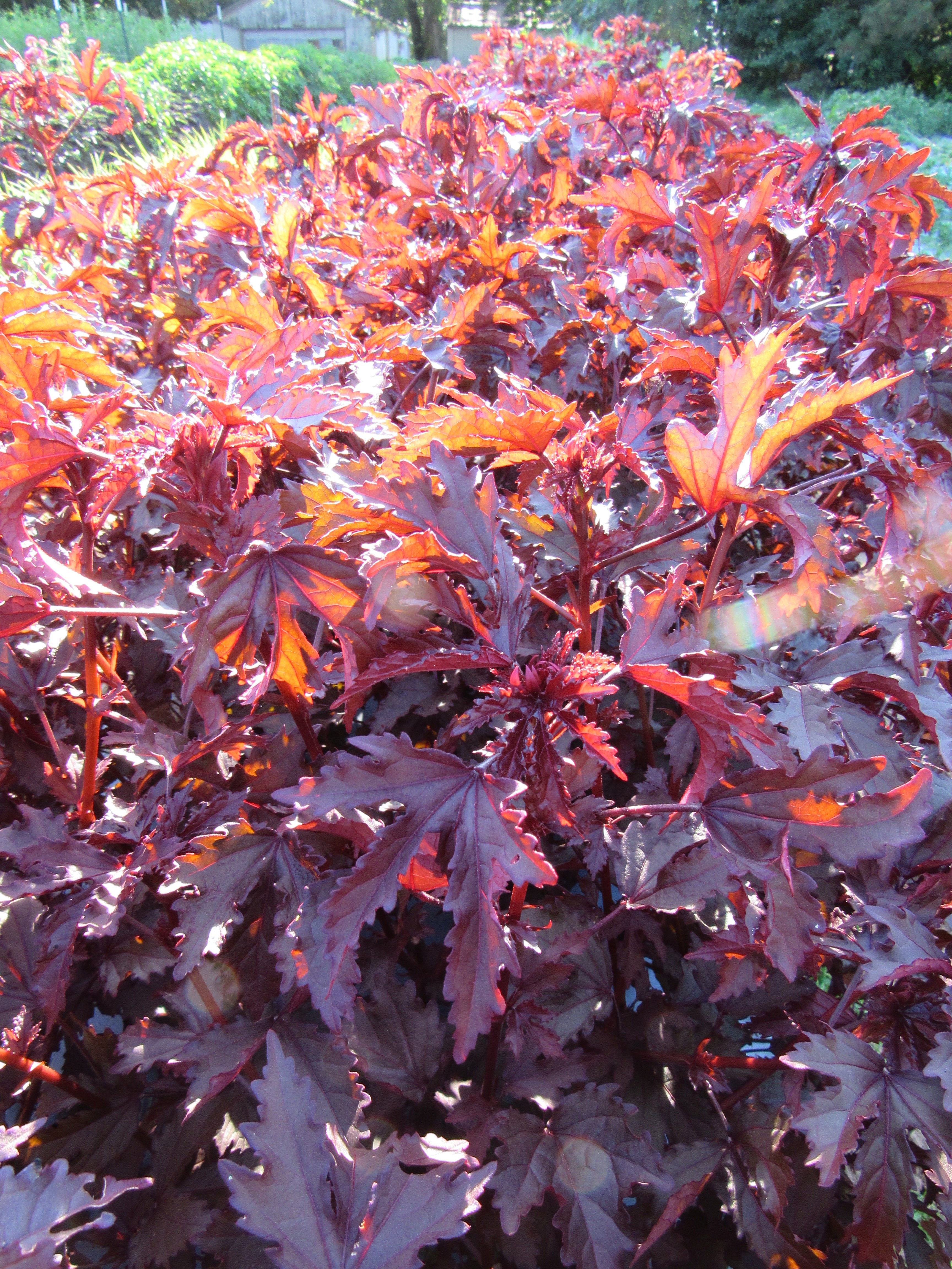 Hibiscus Mahogany