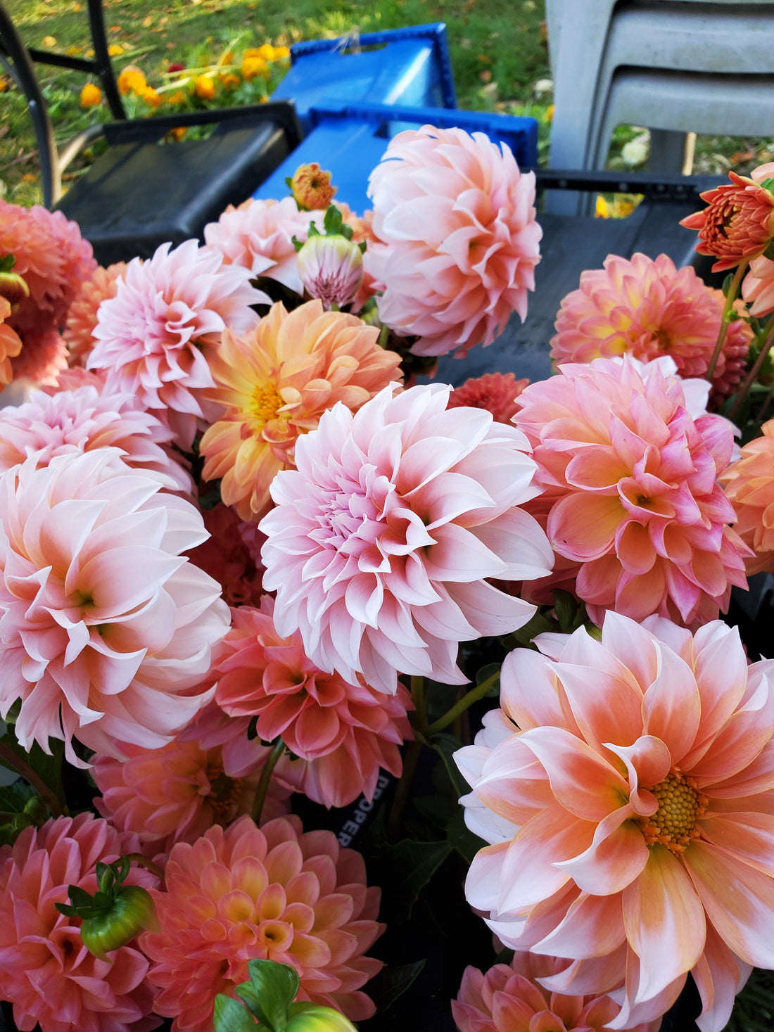 Dahlia