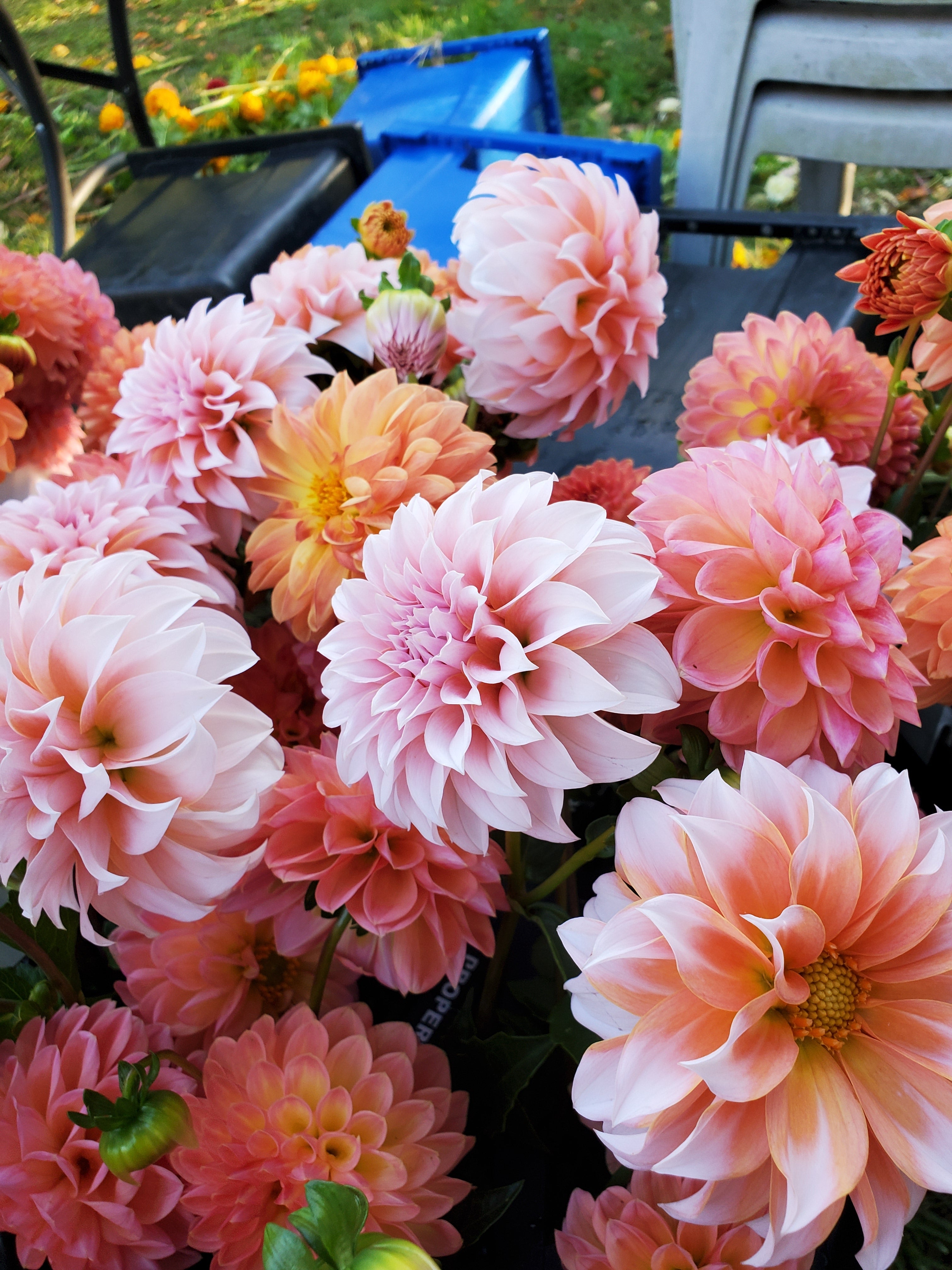 Dahlia