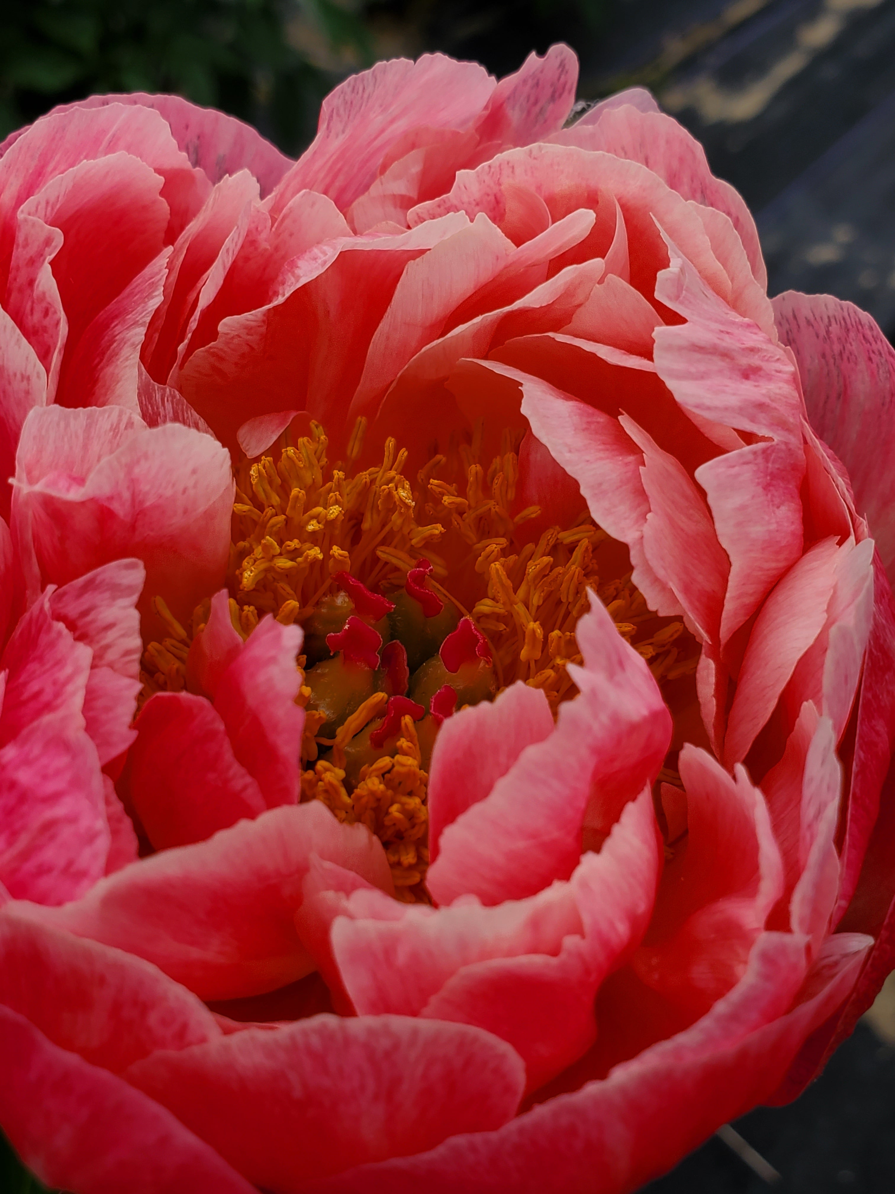 Peony