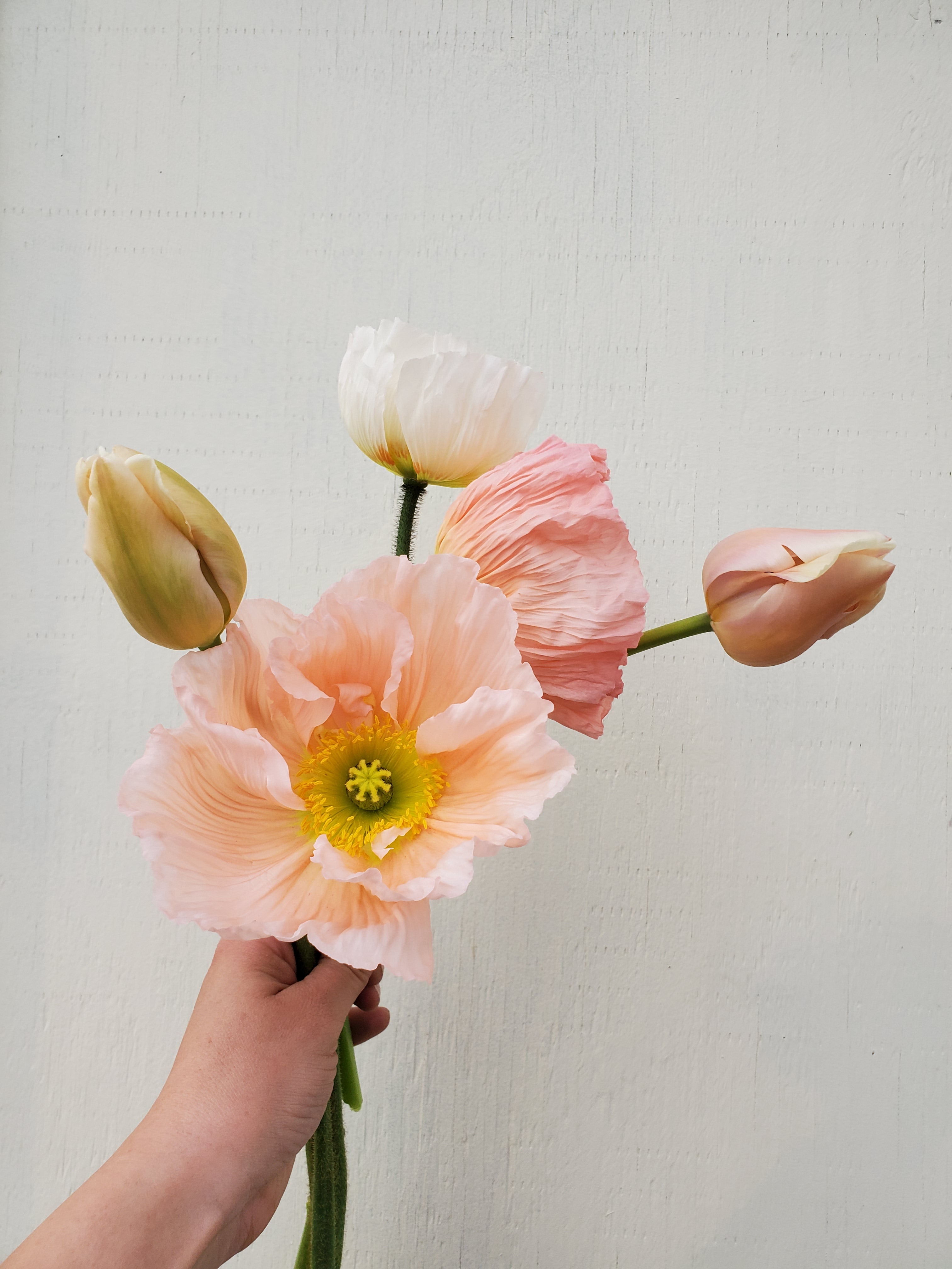 Poppy