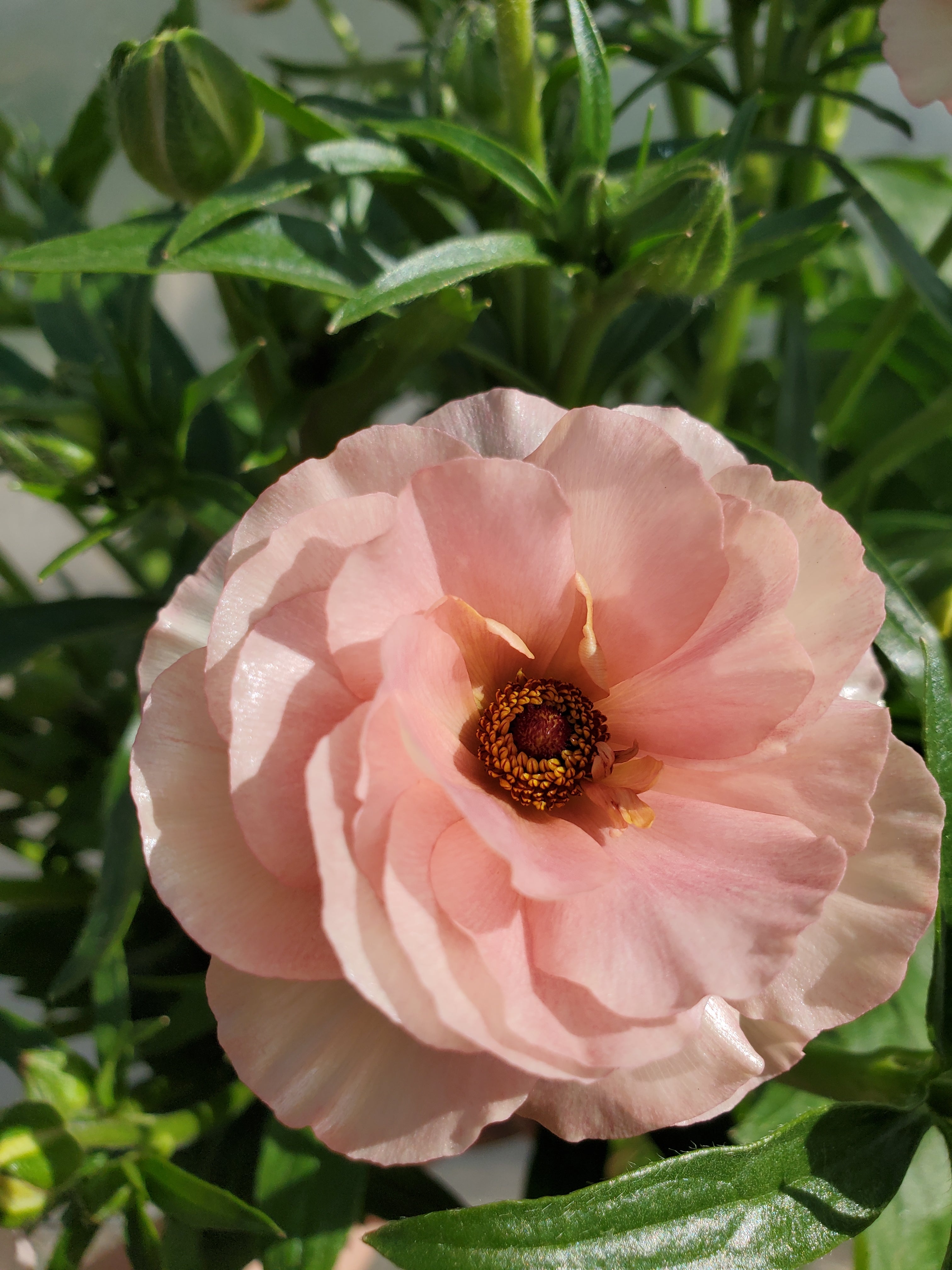 Ranunculus- Butterfly