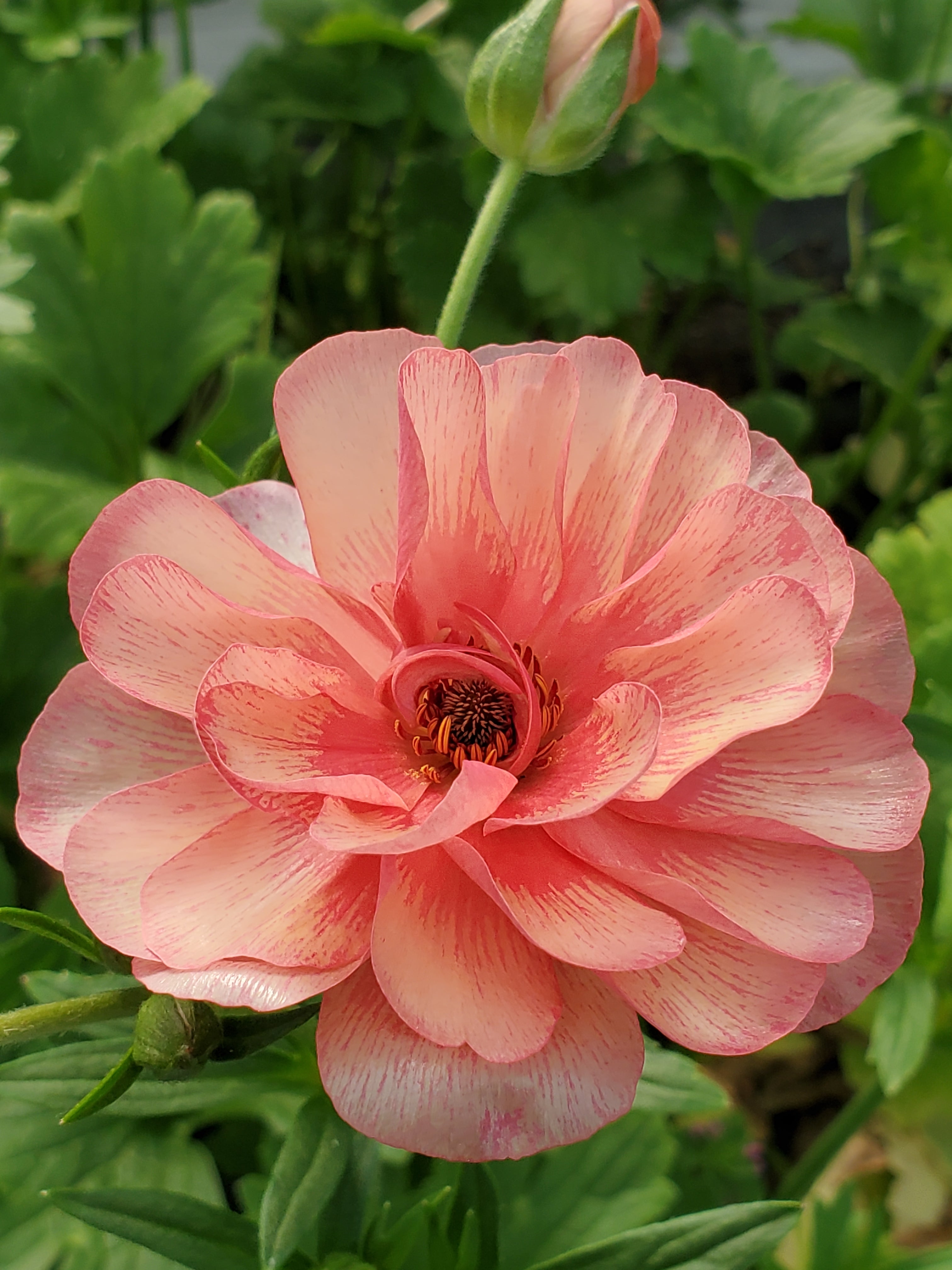 Ranunculus- Butterfly