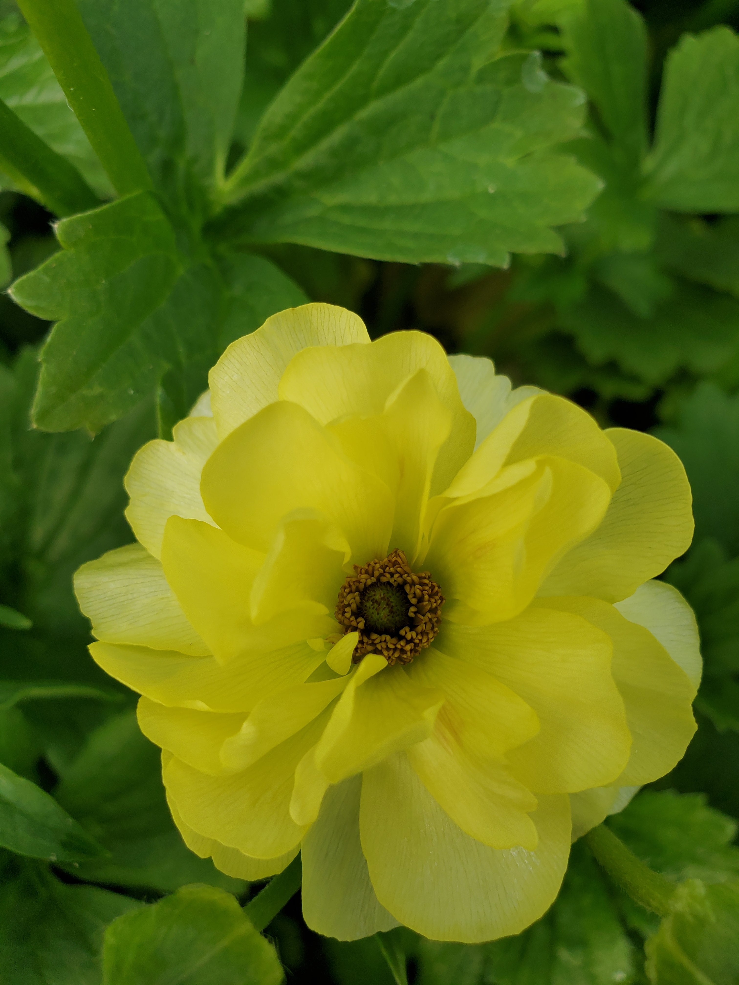 Ranunculus- Butterfly
