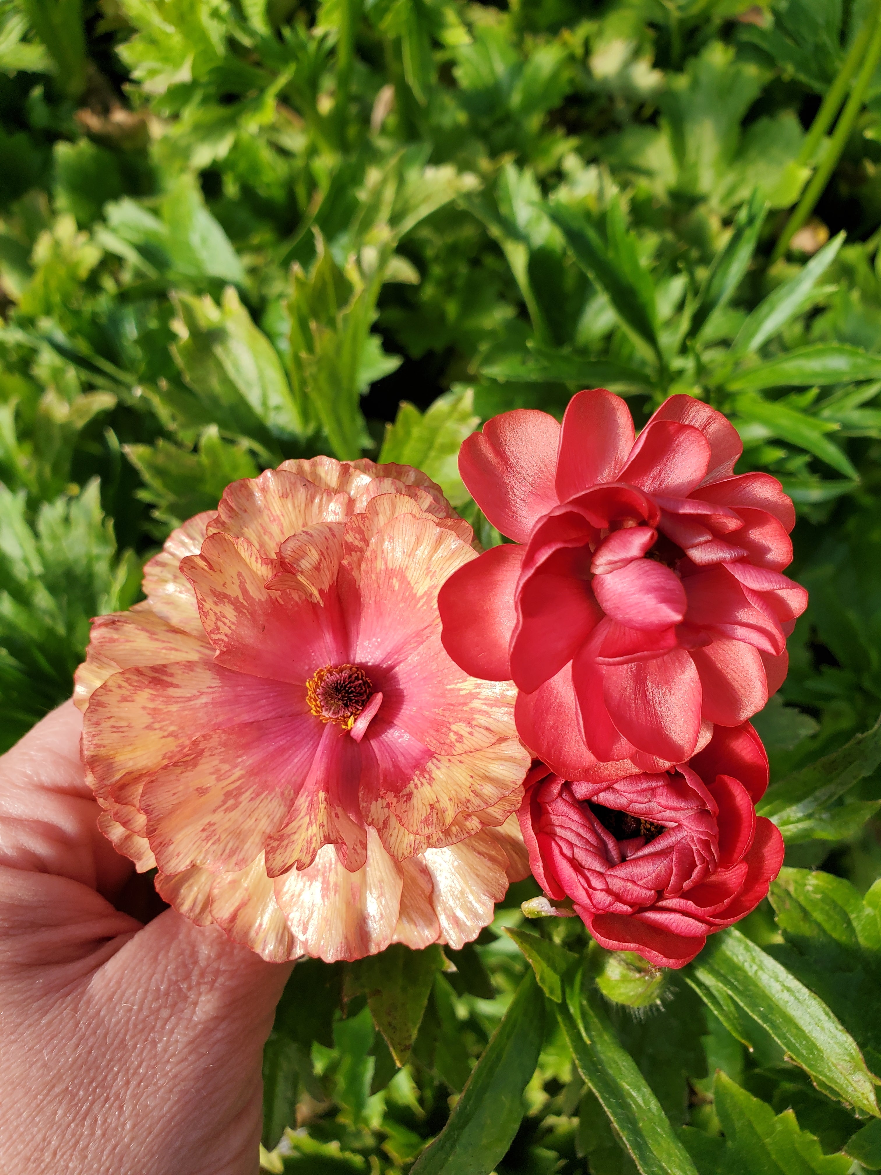 Ranunculus