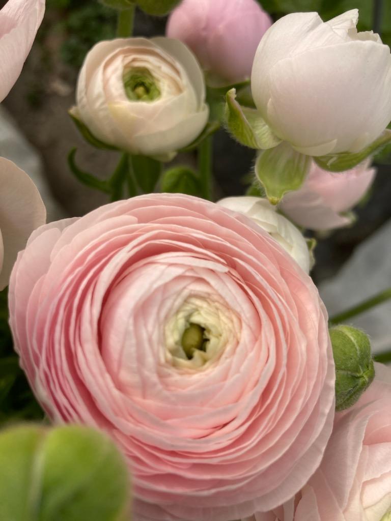 Ranunculus