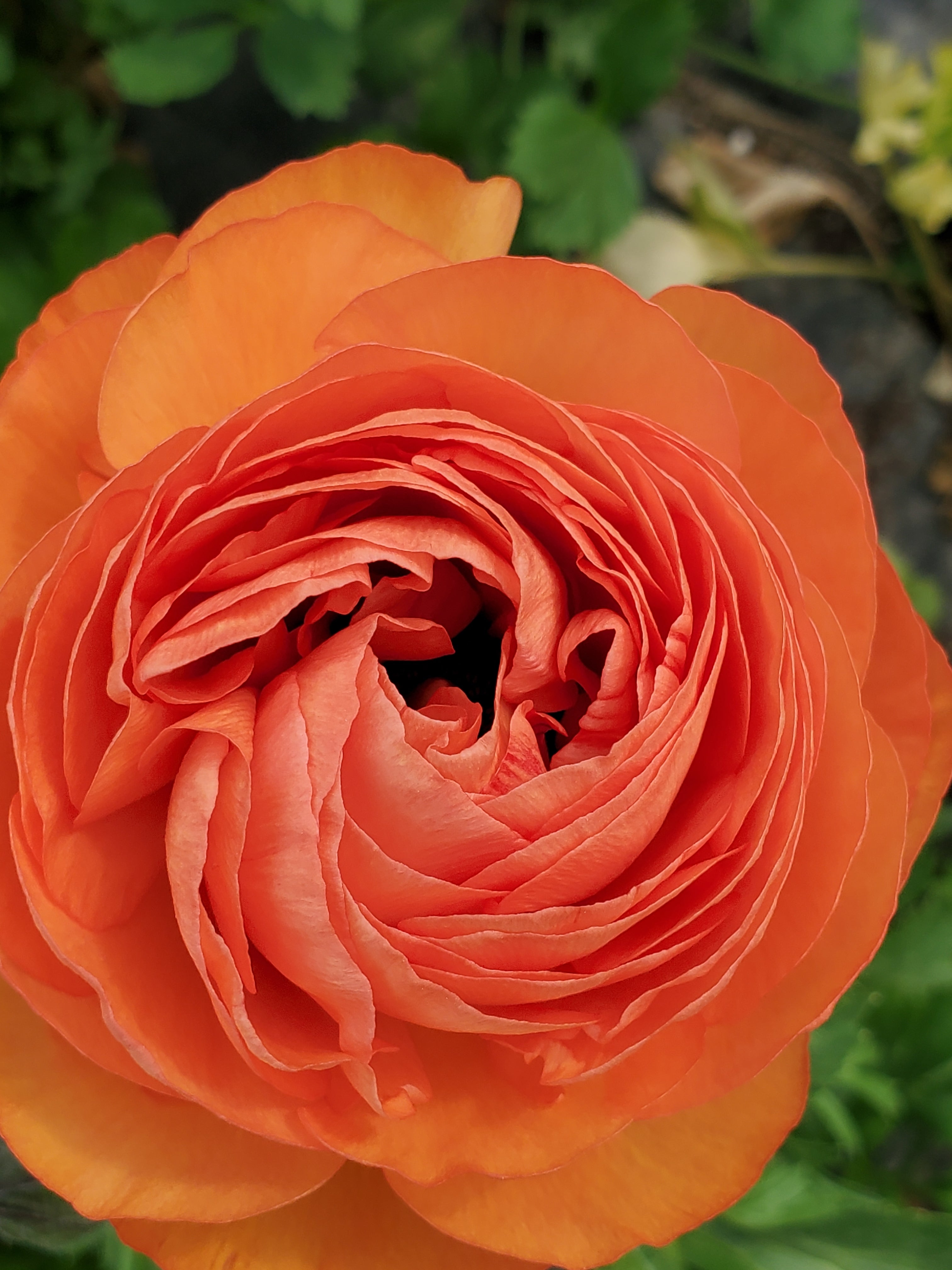 Ranunculus
