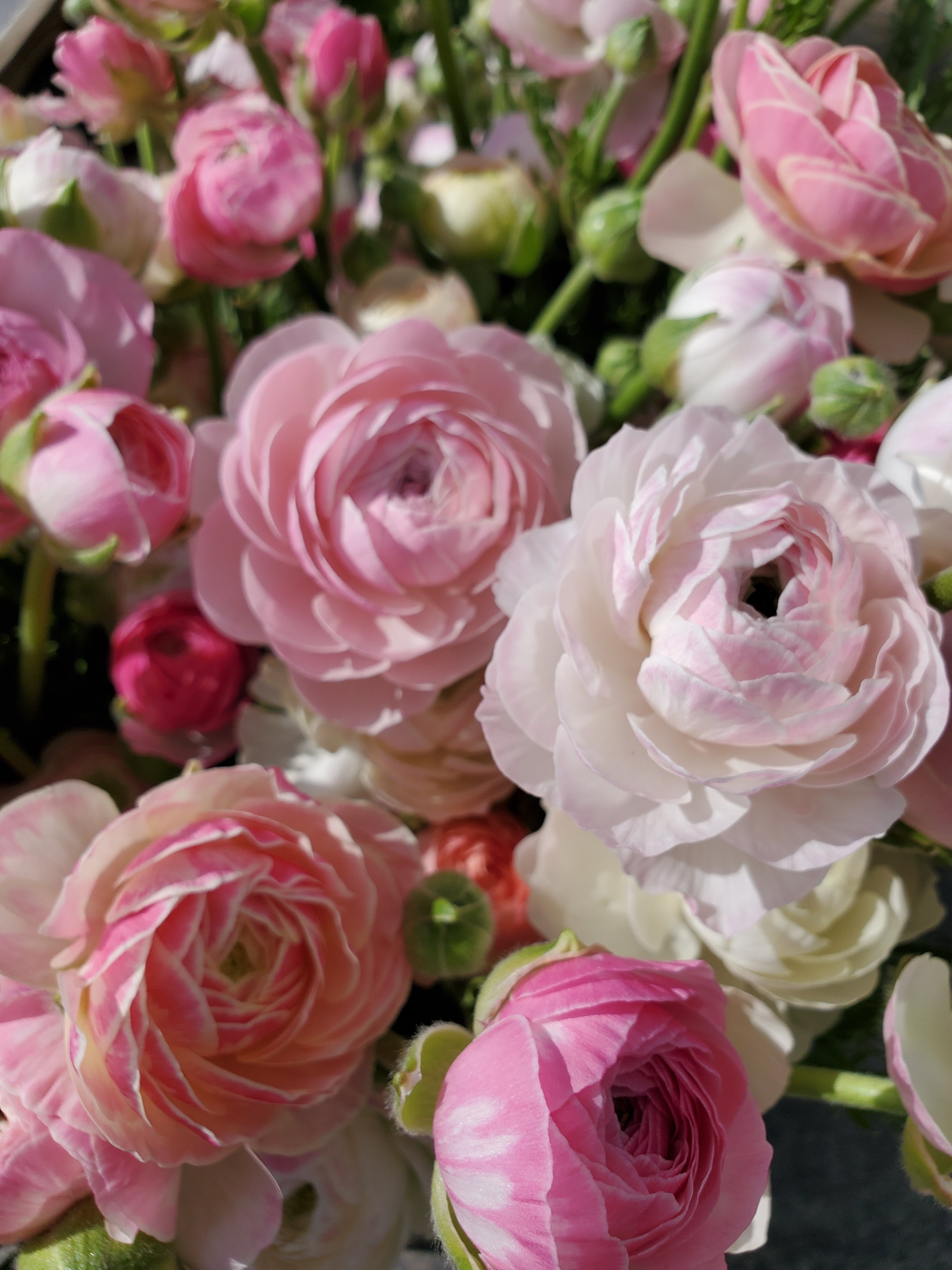 Ranunculus