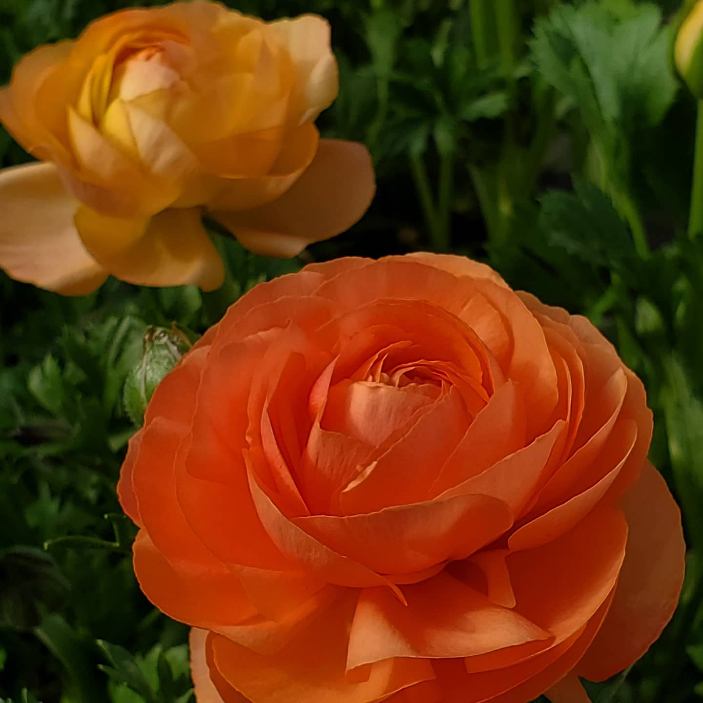 Ranunculus