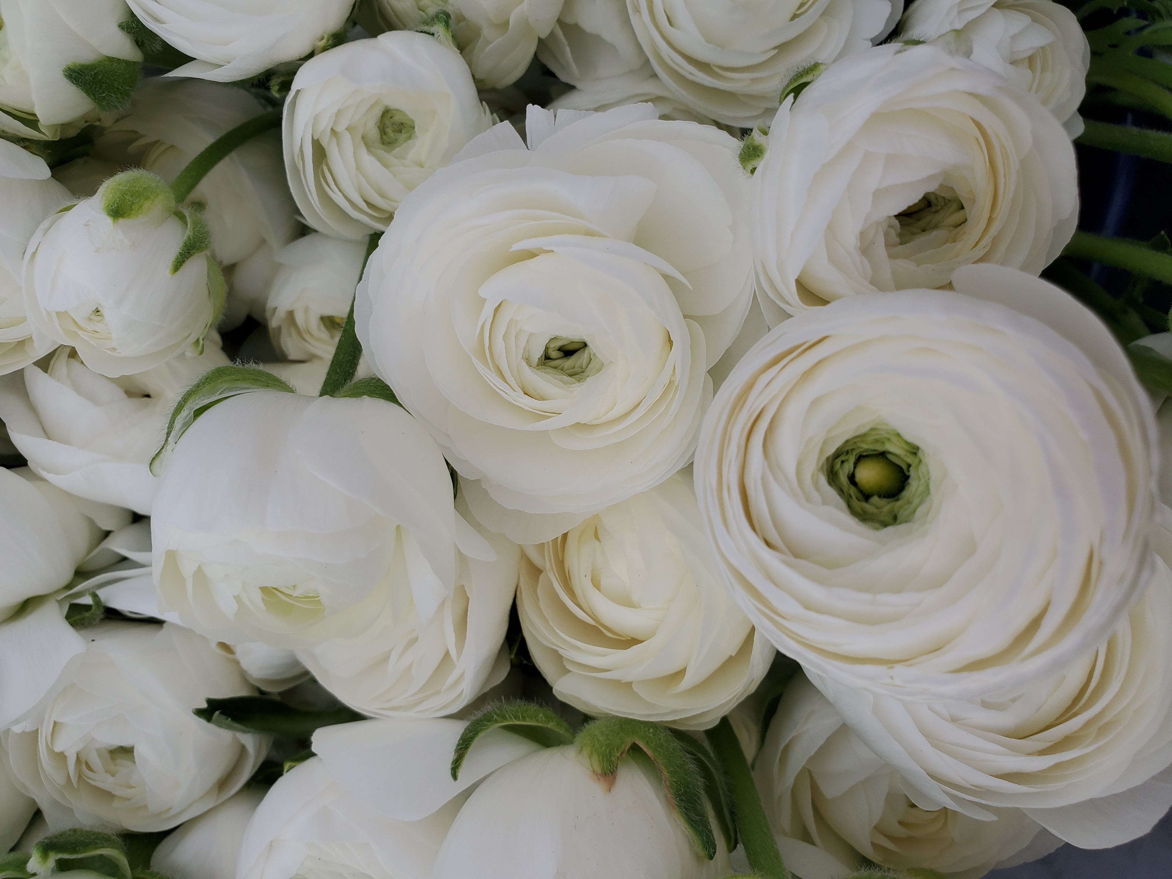 Ranunculus