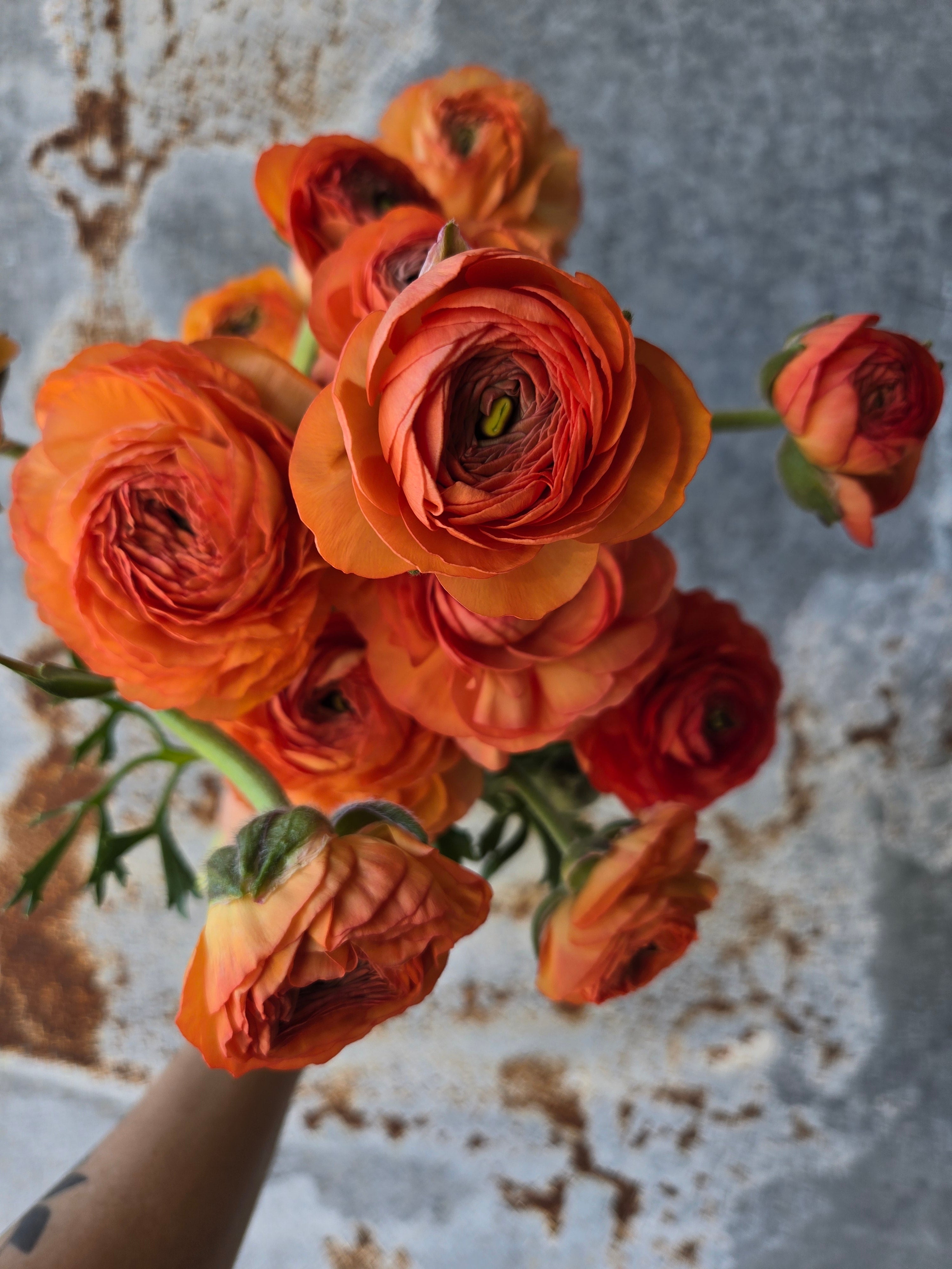 Ranunculus