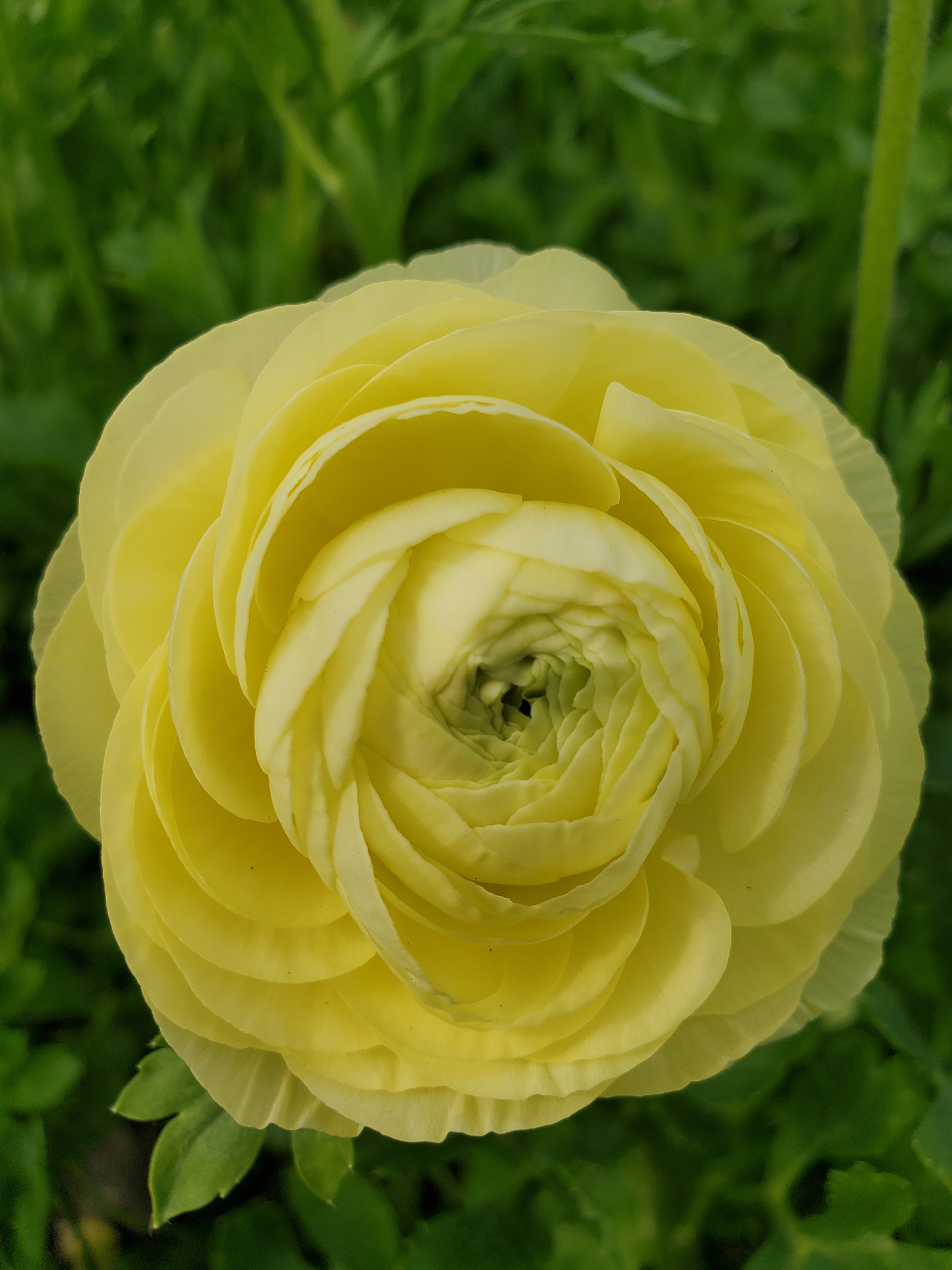 Ranunculus