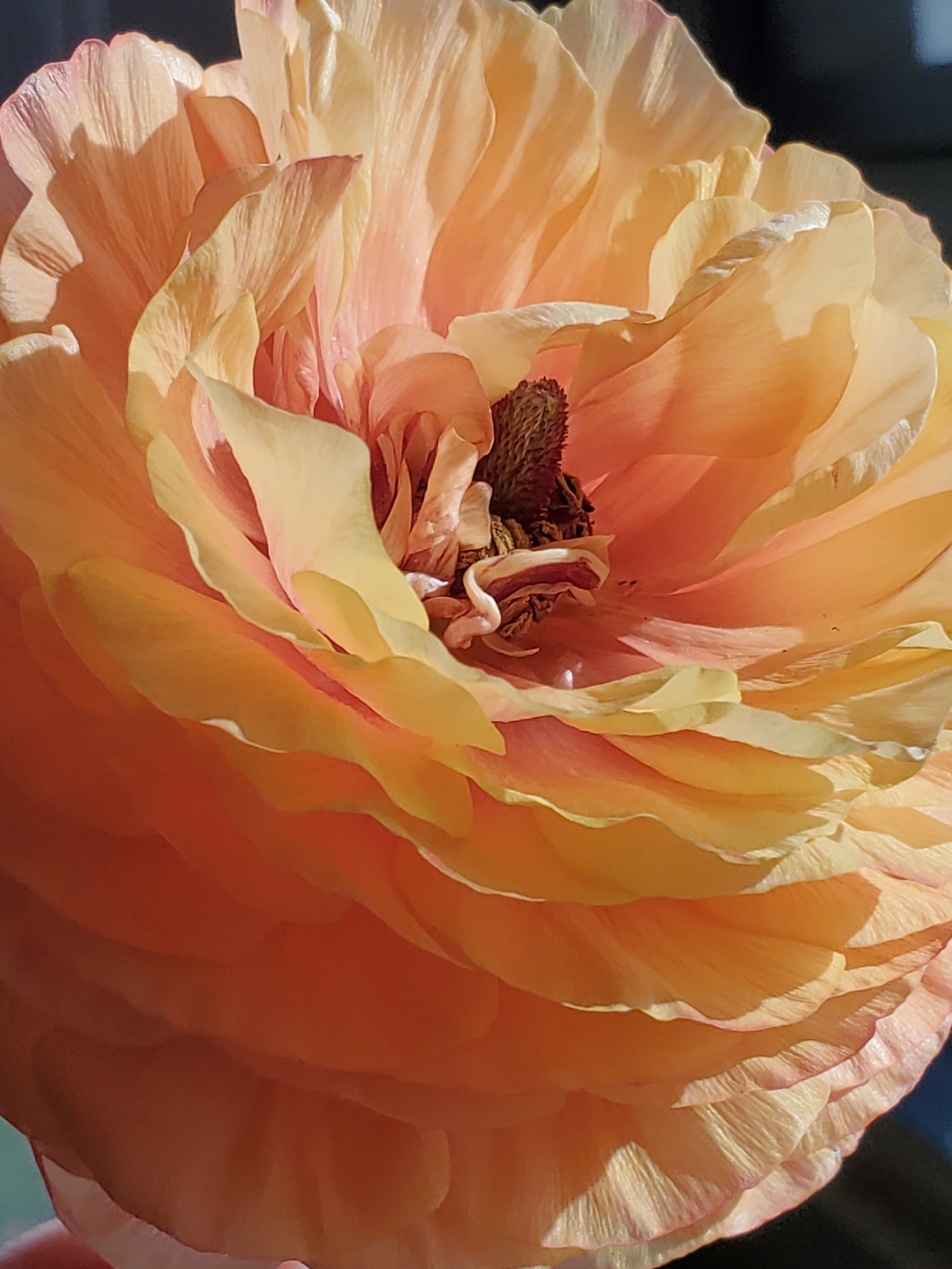 Ranunculus