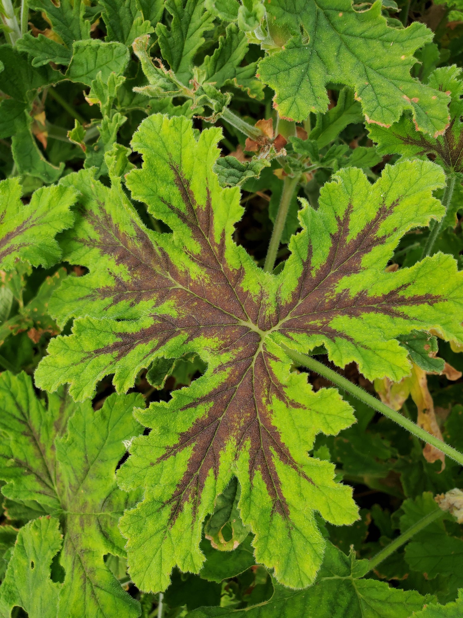 Scented Geranium Foliage